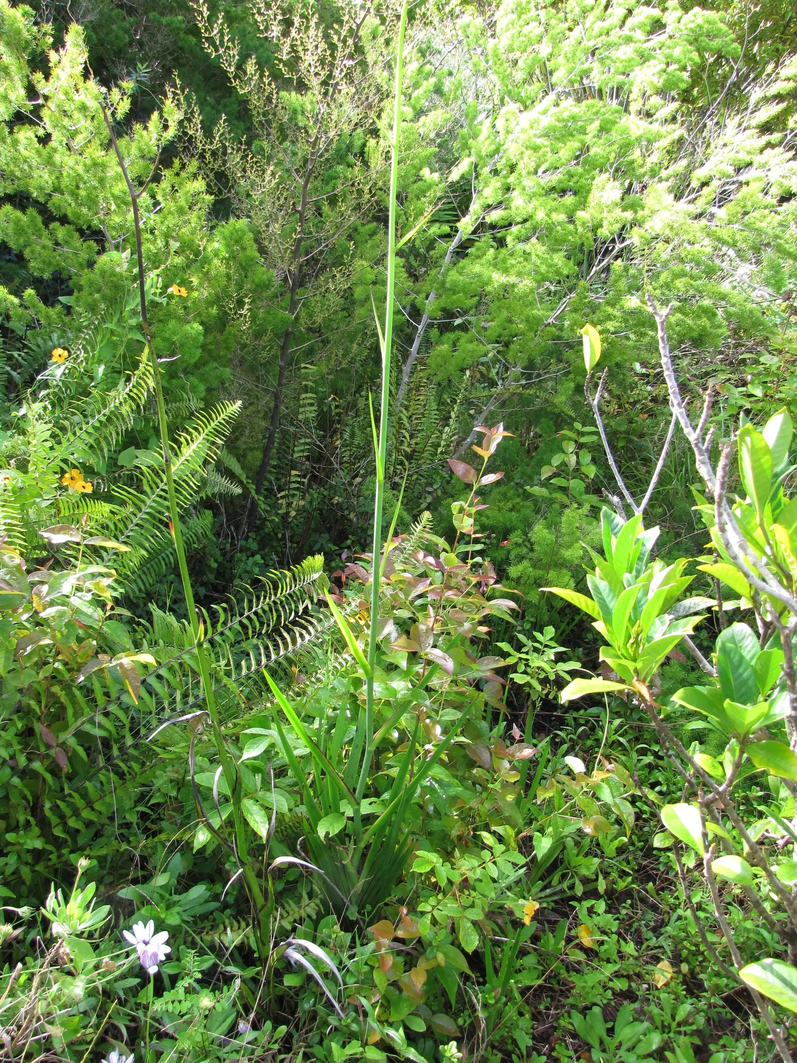 Tall Kangaroo Paw (Anigozanthos Flavidus) — Its vibrant blossoms also attract hummingbirds; is a captivating and hardy perennial endemic to, image 53