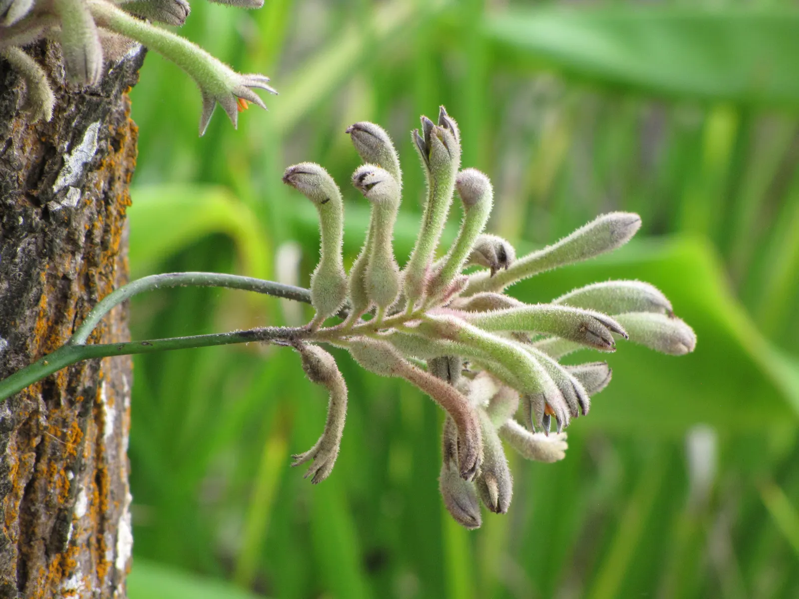 Tall Kangaroo Paw (Anigozanthos Flavidus) — perennial with green blooms