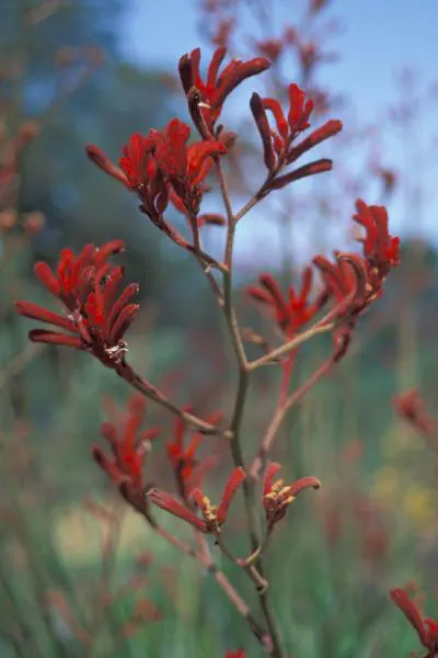 Tall Kangaroo Paw (Anigozanthos Flavidus) — Towering at about 4-10 feet in height