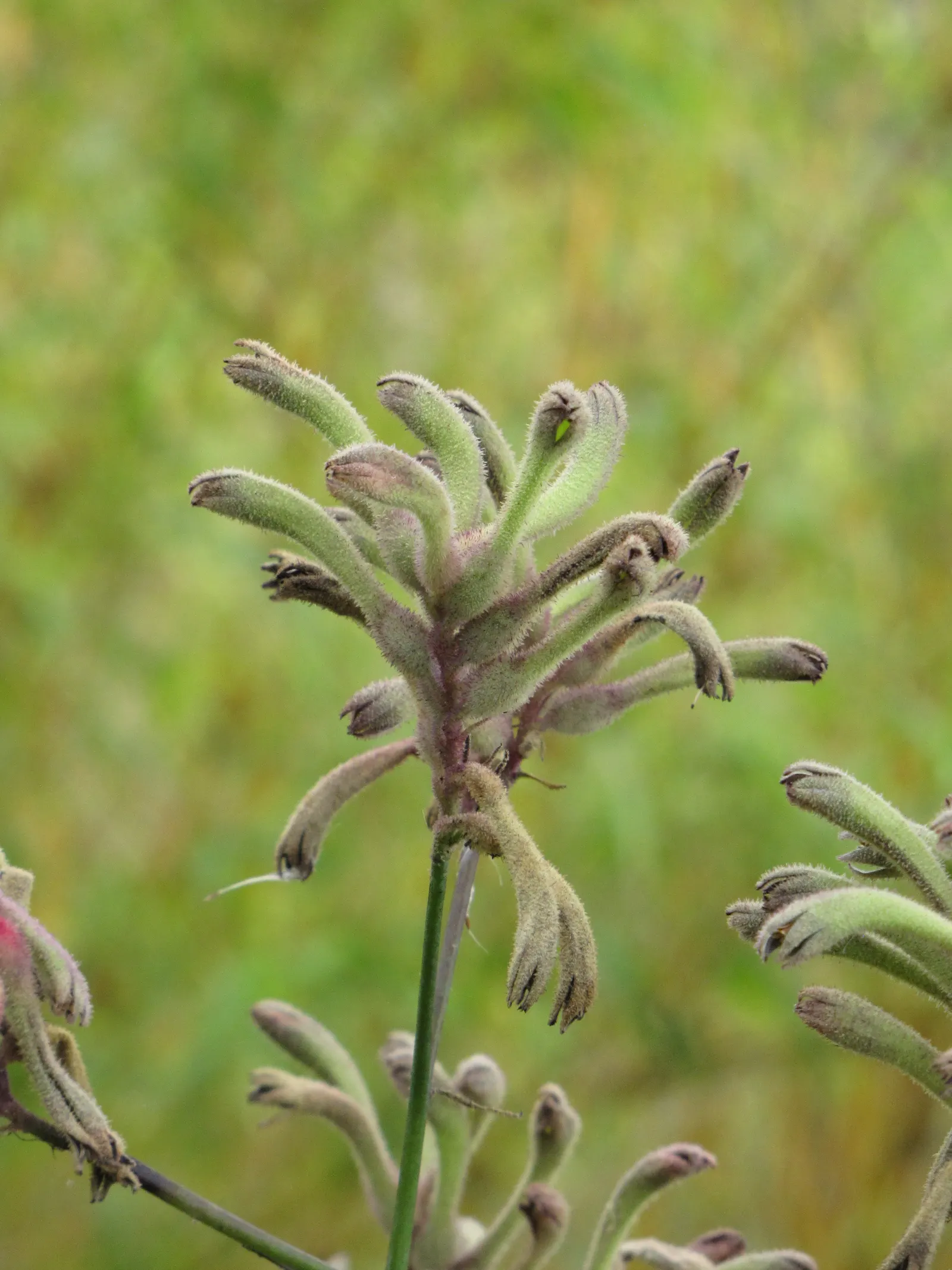 Tall Kangaroo Paw (Anigozanthos Flavidus) — Furthermore, their long flowering season from late spring to fall ensures continuous visual interest