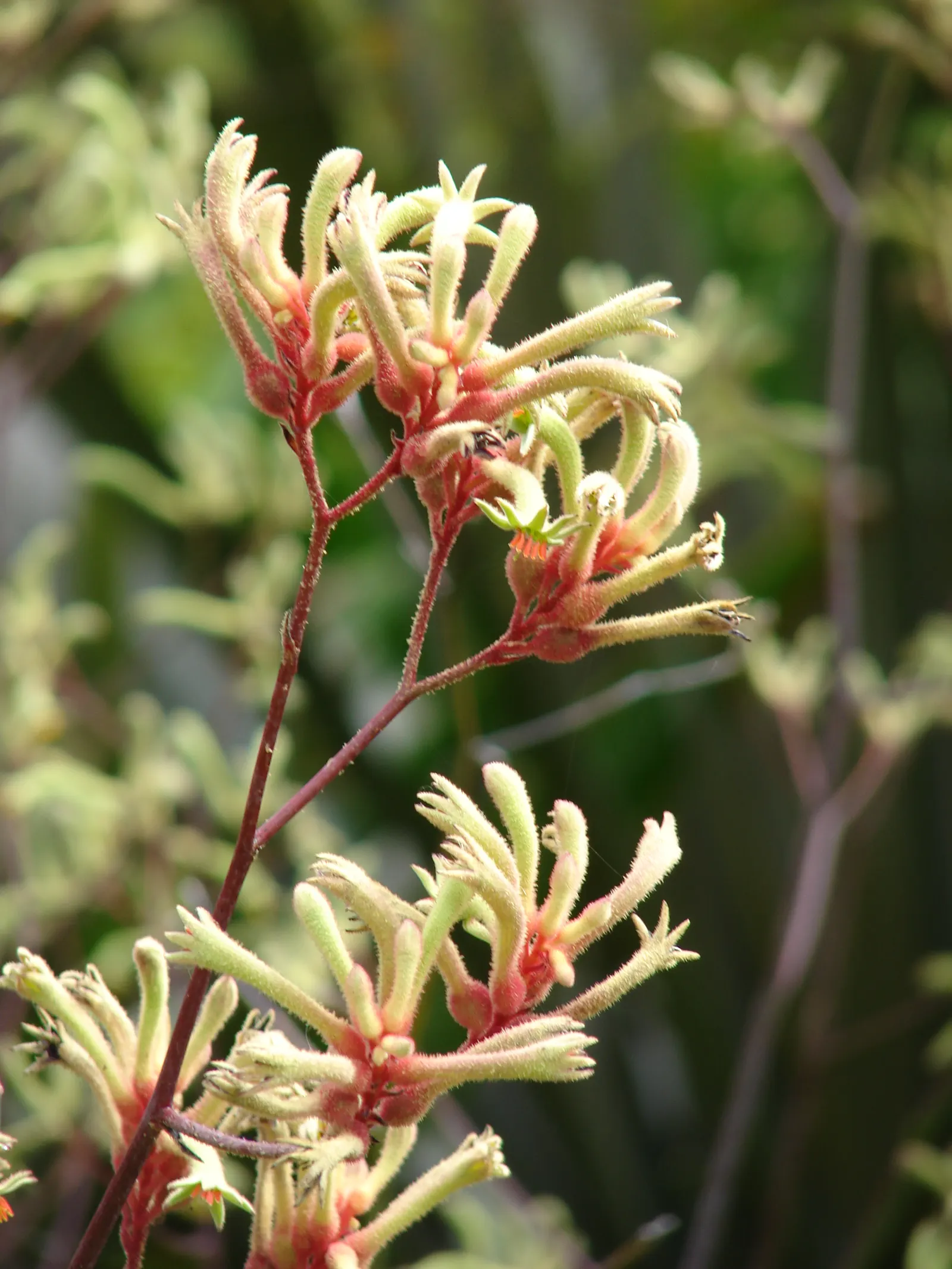 Tall Kangaroo Paw (Anigozanthos Flavidus) — this plant adds a touch of drama with low maintenance; the Tall Kangaroo Paw, Anigozanthos flavidus, is, image 52