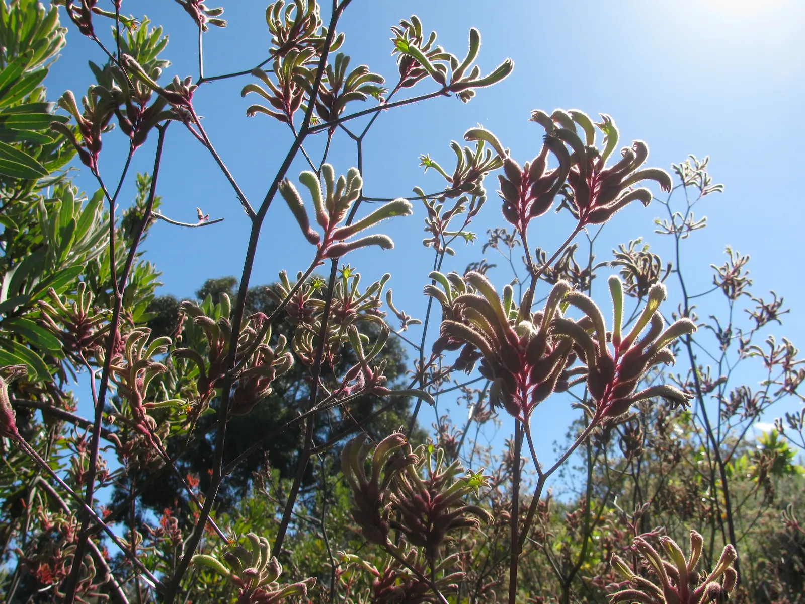Tall Kangaroo Paw (Anigozanthos Flavidus) — Its vibrant blossoms also attract hummingbirds; is a captivating and hardy perennial endemic to southwestern