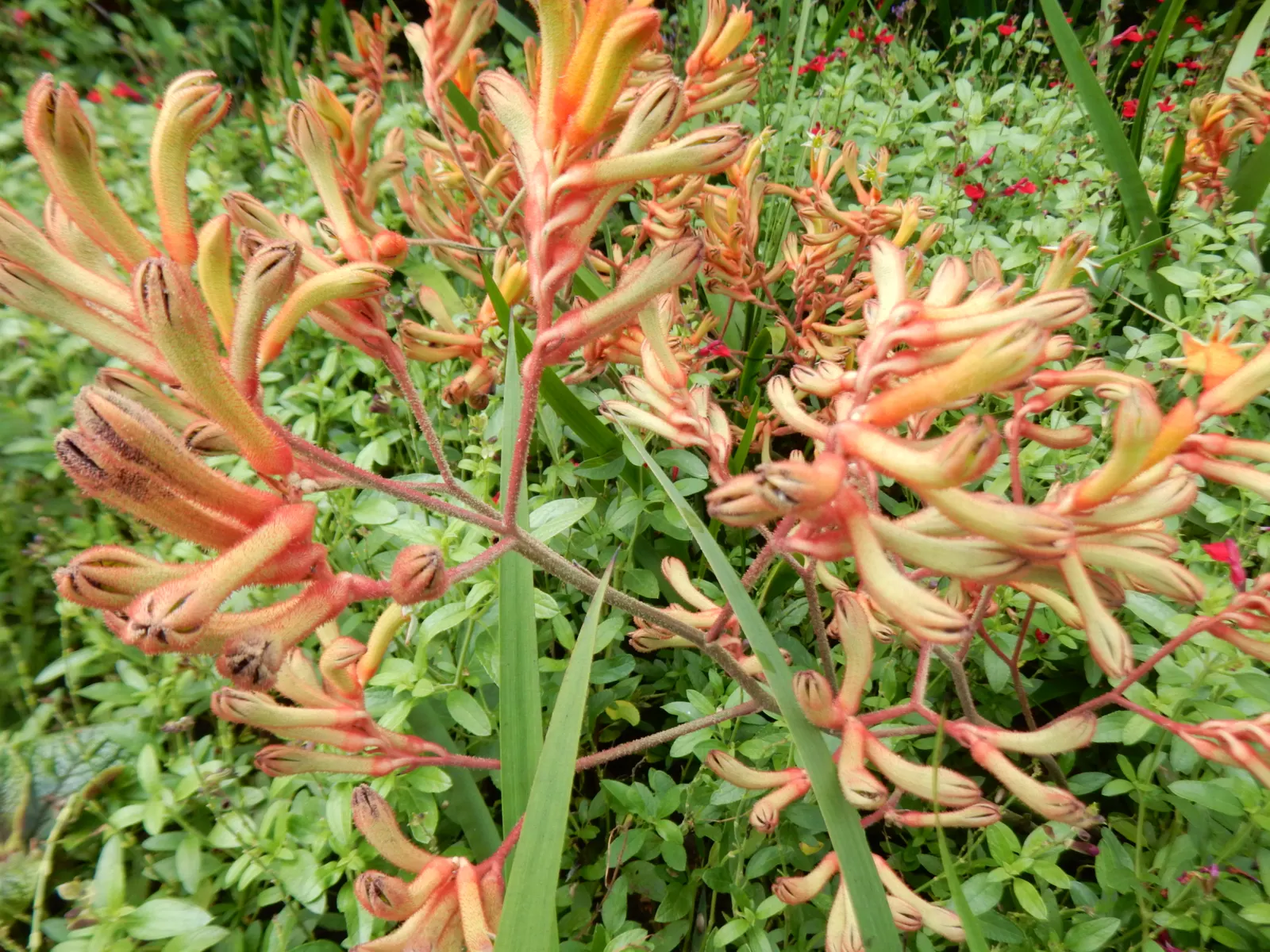 Tall Kangaroo Paw (Anigozanthos Flavidus) — Regular deep watering is recommended during its active growth in the spring and summer months