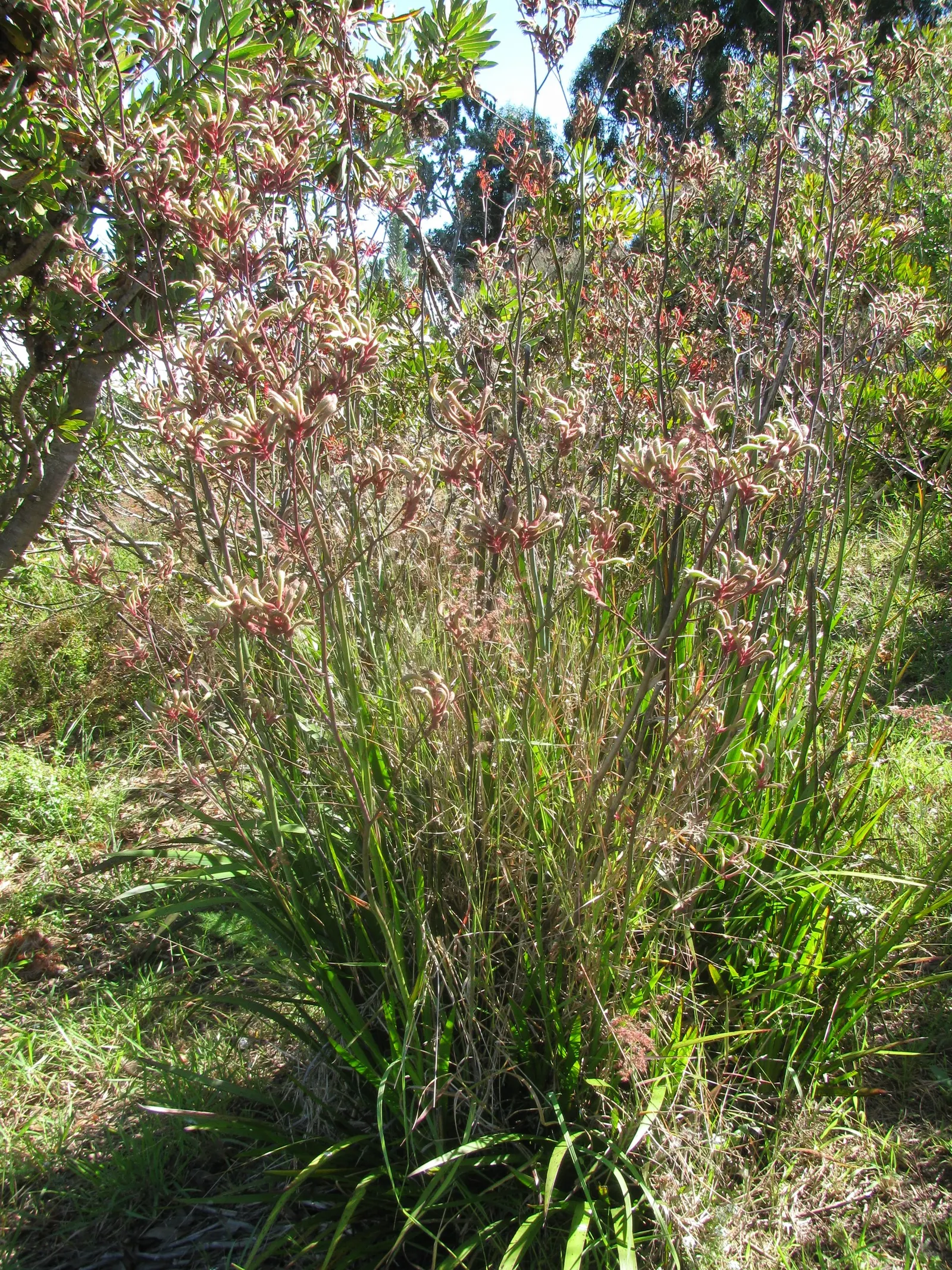 Tall Kangaroo Paw (Anigozanthos Flavidus) — elongated perianths that can soar up to 6 feet in height.<br><br>For the landscape designer's consideration