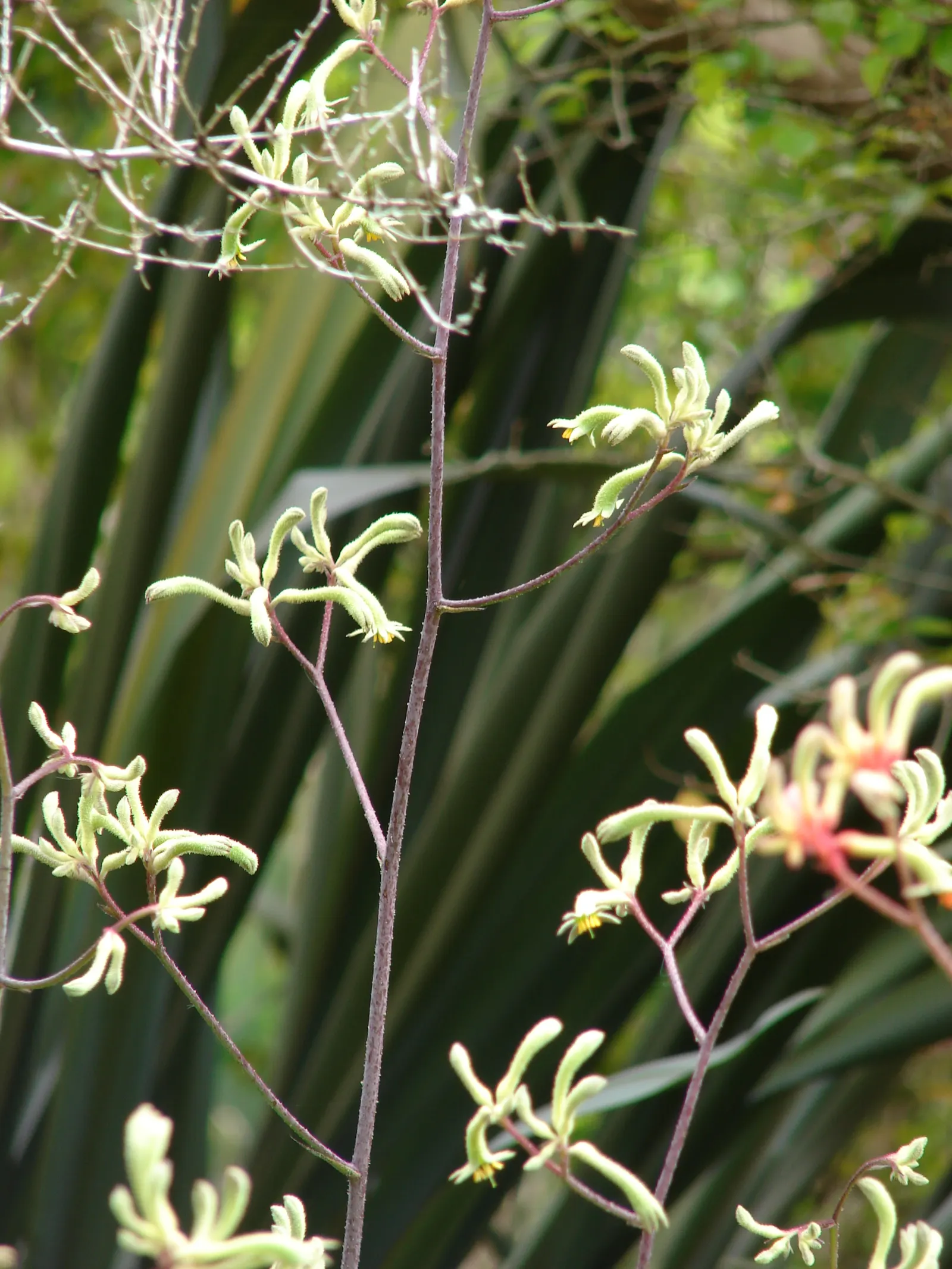 Tall Kangaroo Paw (Anigozanthos Flavidus) — is a captivating and hardy perennial endemic to southwestern Australia; its vibrant blossoms also, image 56