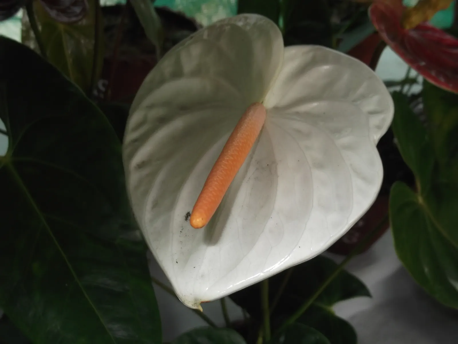 Pink Anthurium (Anthurium Andraeanum) — is a perennial favorite in many ornamental gardens; requires consistent moisture, high humidity, and temperatures