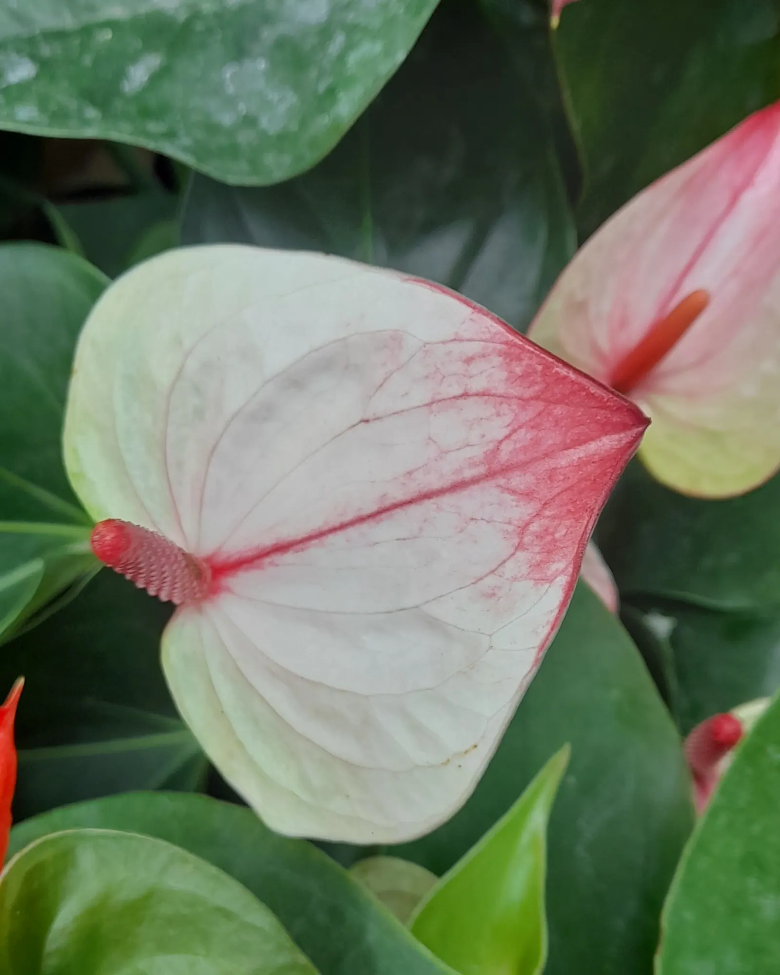 Pink Anthurium (Anthurium Andraeanum) — it contributes to air purification