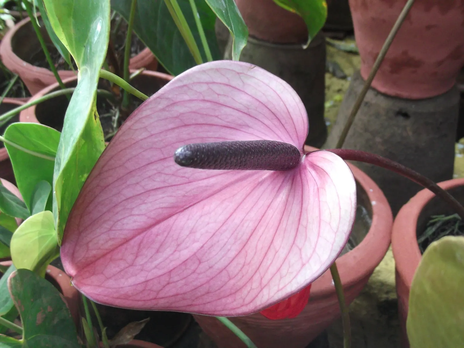 Pink Anthurium (Anthurium Andraeanum) — maintain high humidity levels and temperatures between 65&deg;F and 80&deg;F (18&deg;C to 27&deg;C); heart-shaped