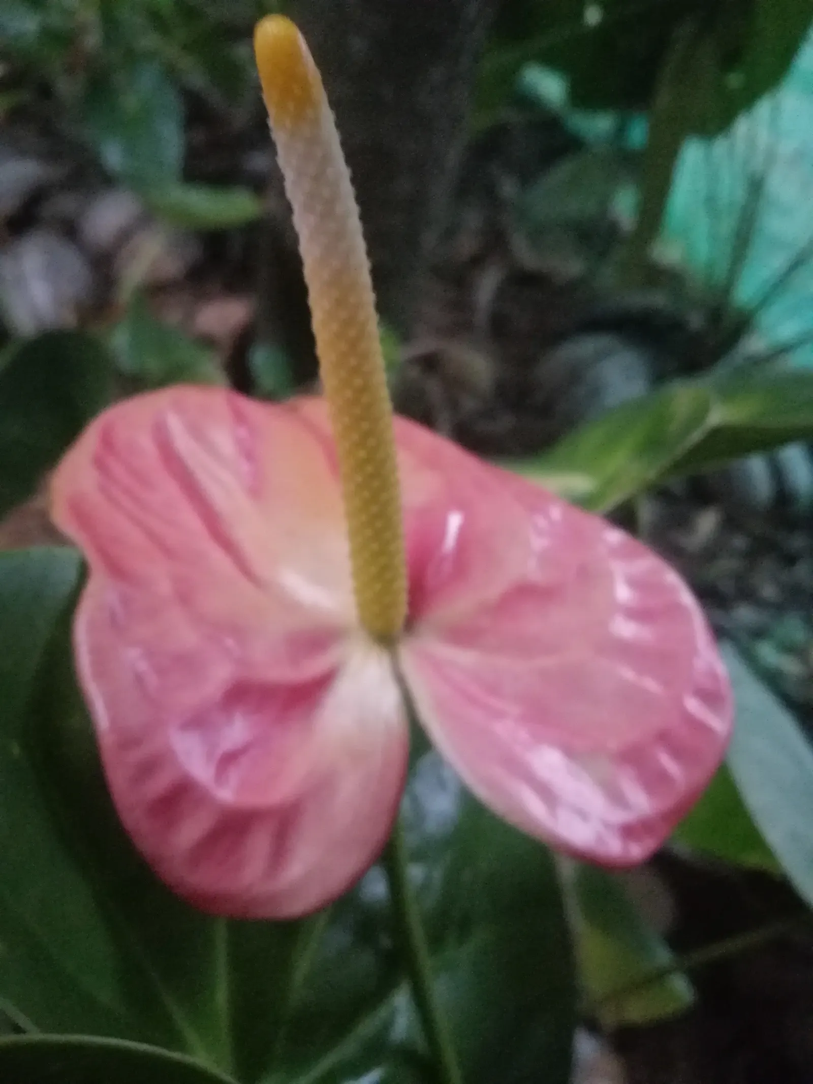 Pink Anthurium (Anthurium Andraeanum) — Remember to educate clients on the importance of avoiding over-watering to prevent root rot, image 77