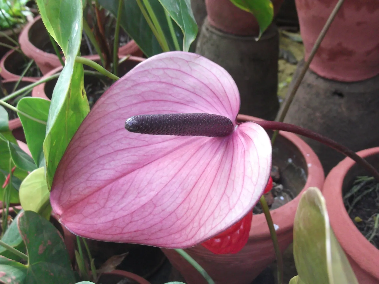 Pink Anthurium (Anthurium Andraeanum) — as will ensuring partial shade; scientifically recognized as Anthurium andraeanum, image 71