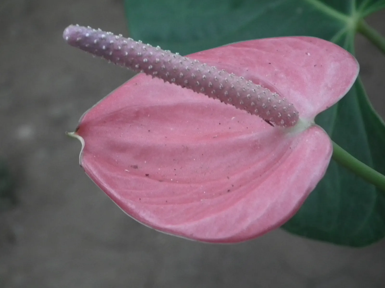 Pink Anthurium (Anthurium Andraeanum) — heart-shaped leaves and striking; heart-shaped spathes which many mistake for flowers, image 56