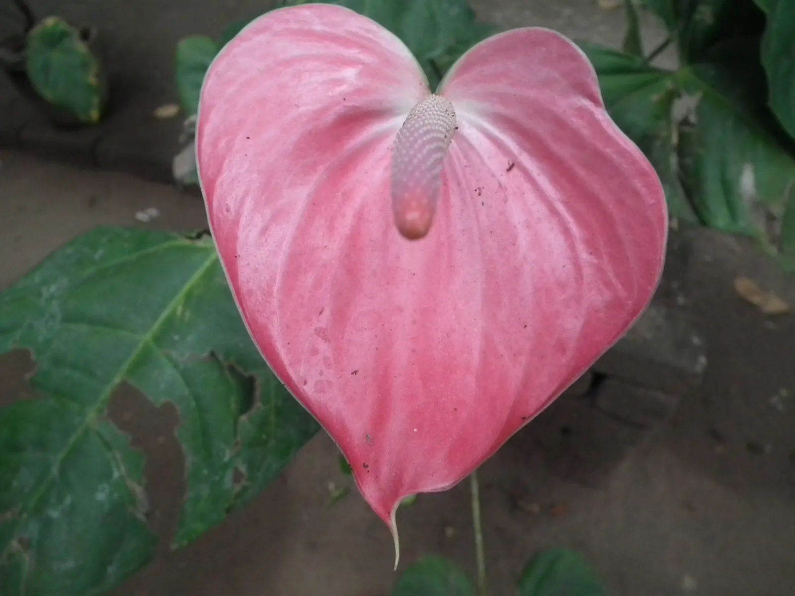 Pink Anthurium (Anthurium Andraeanum) — scientifically recognized as Anthurium andraeanum; shrub with red and yellow blooms, image 62