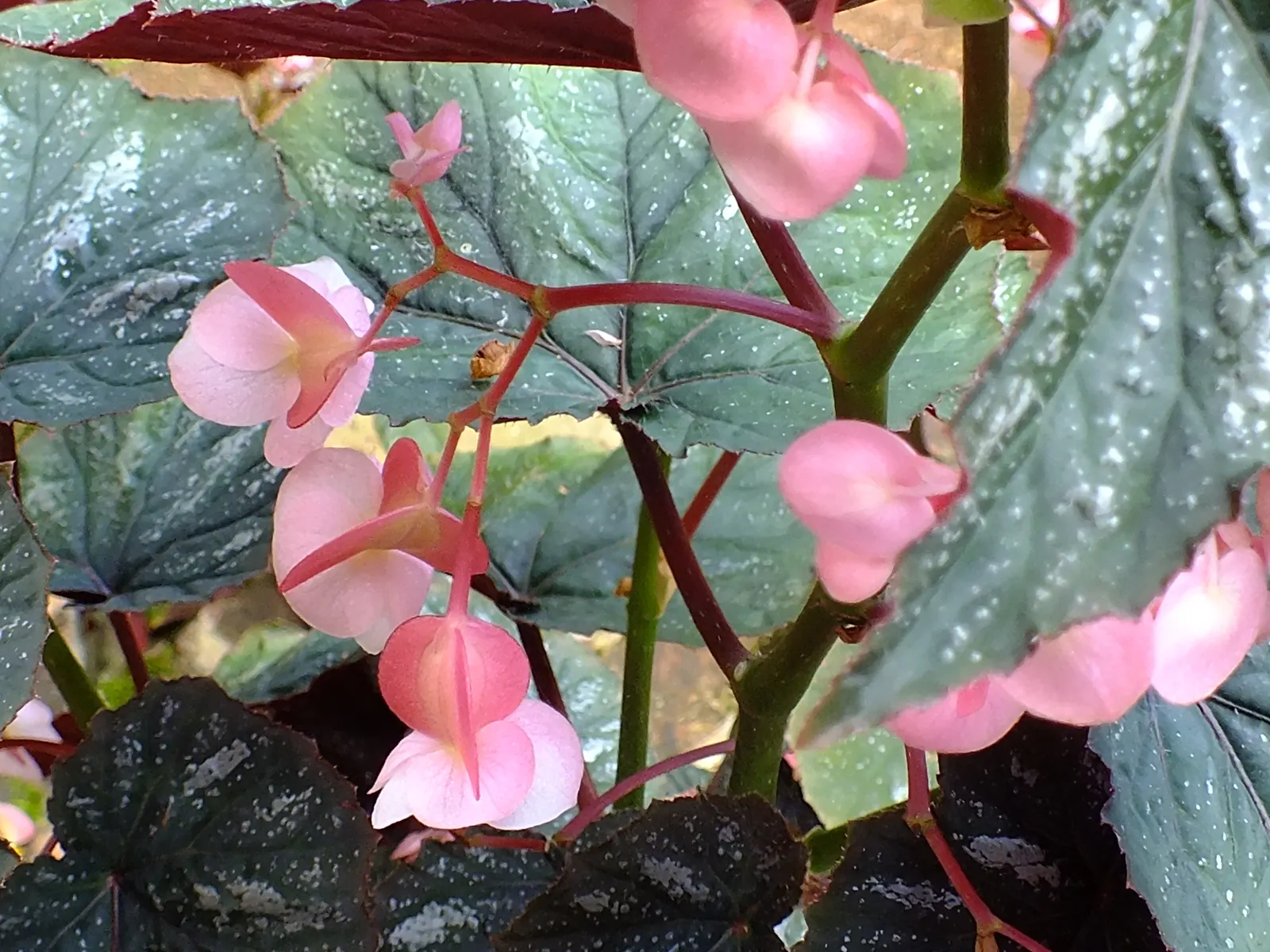 Pink Anthurium (Anthurium Andraeanum) — Pink Anthurium (Anthurium andraeanum) is a tropical evergreen boasting glossy; ideal for accent pieces in, image 55