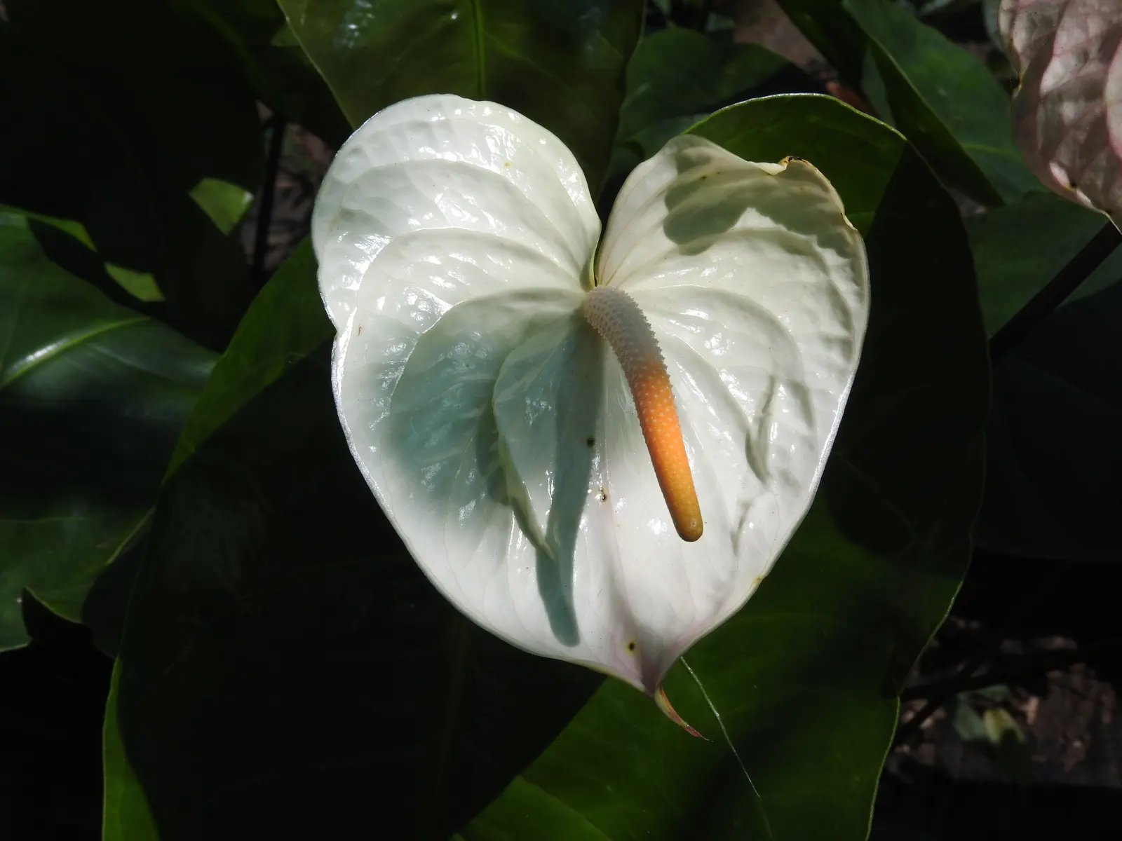 Pink Anthurium (Anthurium Andraeanum) — shrub for shade; which is a common affliction in poorly drained conditions, image 81