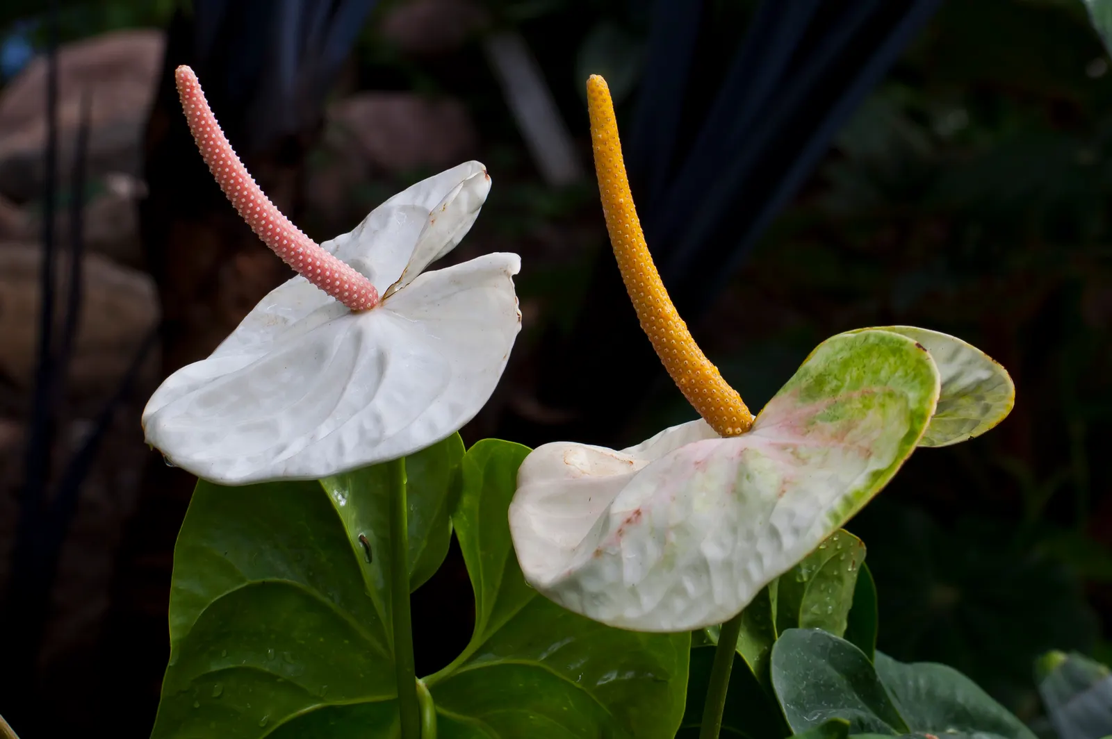 Pink Anthurium (Anthurium Andraeanum) — shrub with red and yellow blooms; as will ensuring partial shade