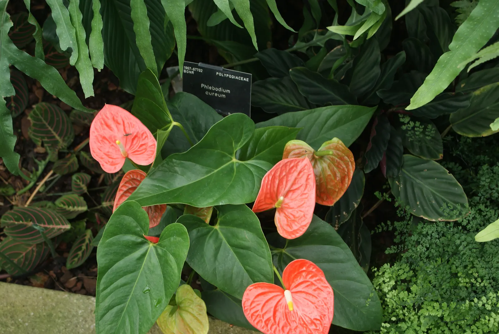 Pink Anthurium (Anthurium Andraeanum) — it contributes to air purification; it requires conditions that emulate its indigenous tropical environment, image 72