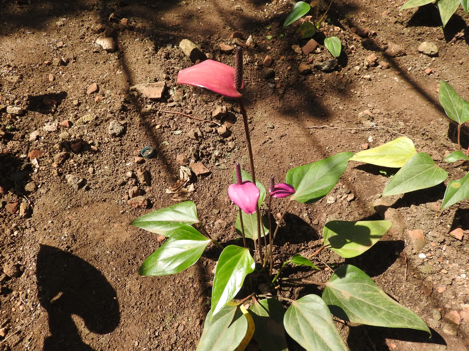 Pink Anthurium (Anthurium Andraeanum) — Originally hailing from the rainforests of Central and South America; surrounding the true flowers which, image 64