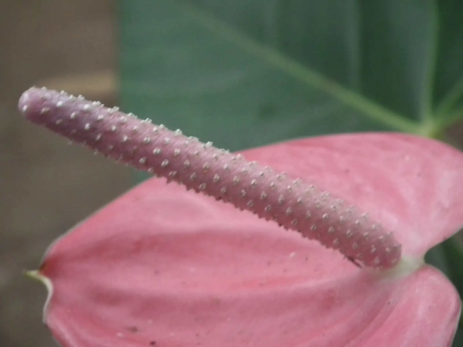 Pink Anthurium (Anthurium Andraeanum) — water-soluble fertilizer during the growing season will promote vigorous growth and lustrous, image 76
