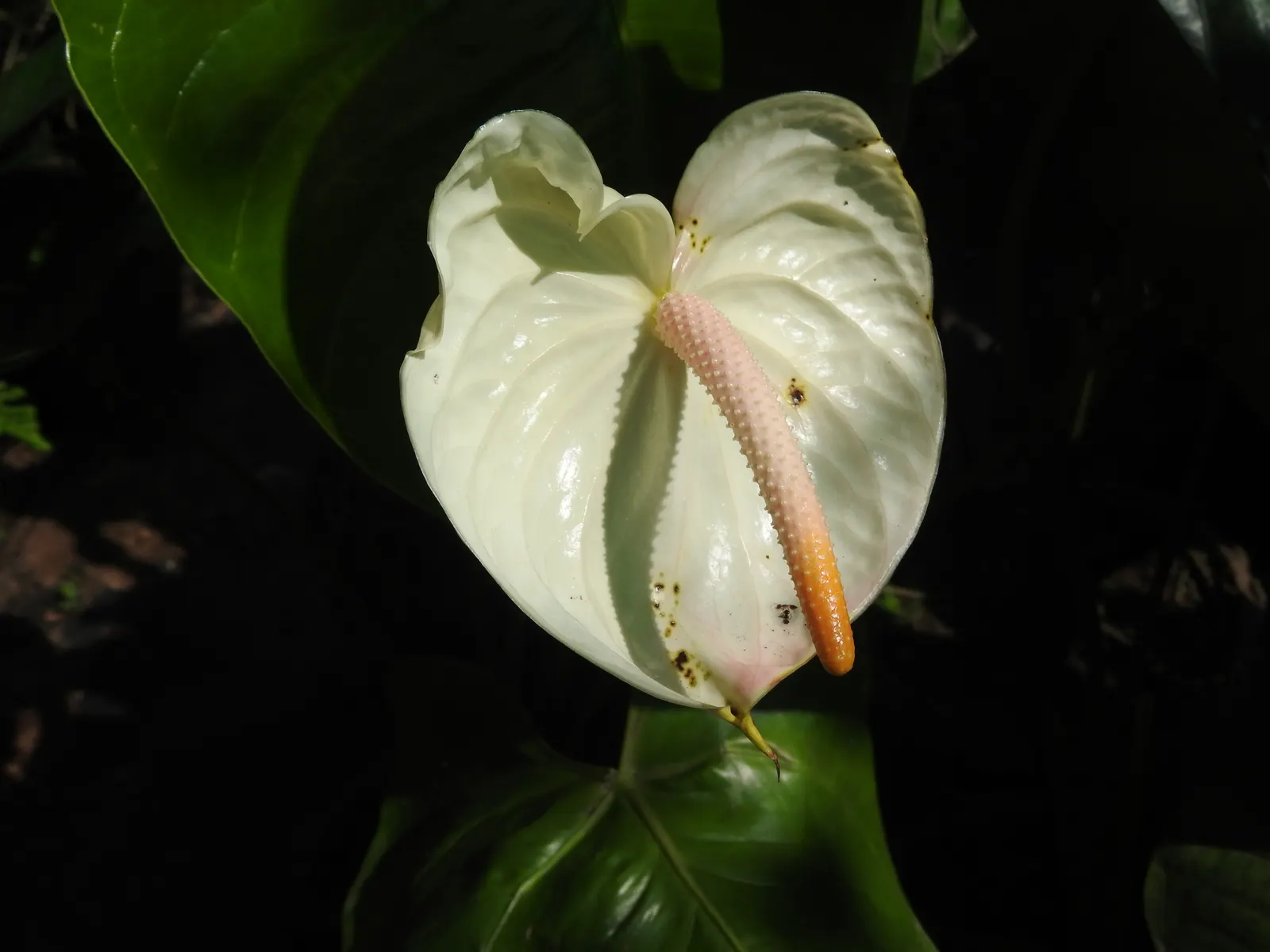Pink Anthurium (Anthurium Andraeanum) — water-soluble fertilizer during the growing season will promote vigorous growth and lustrous inflorescences