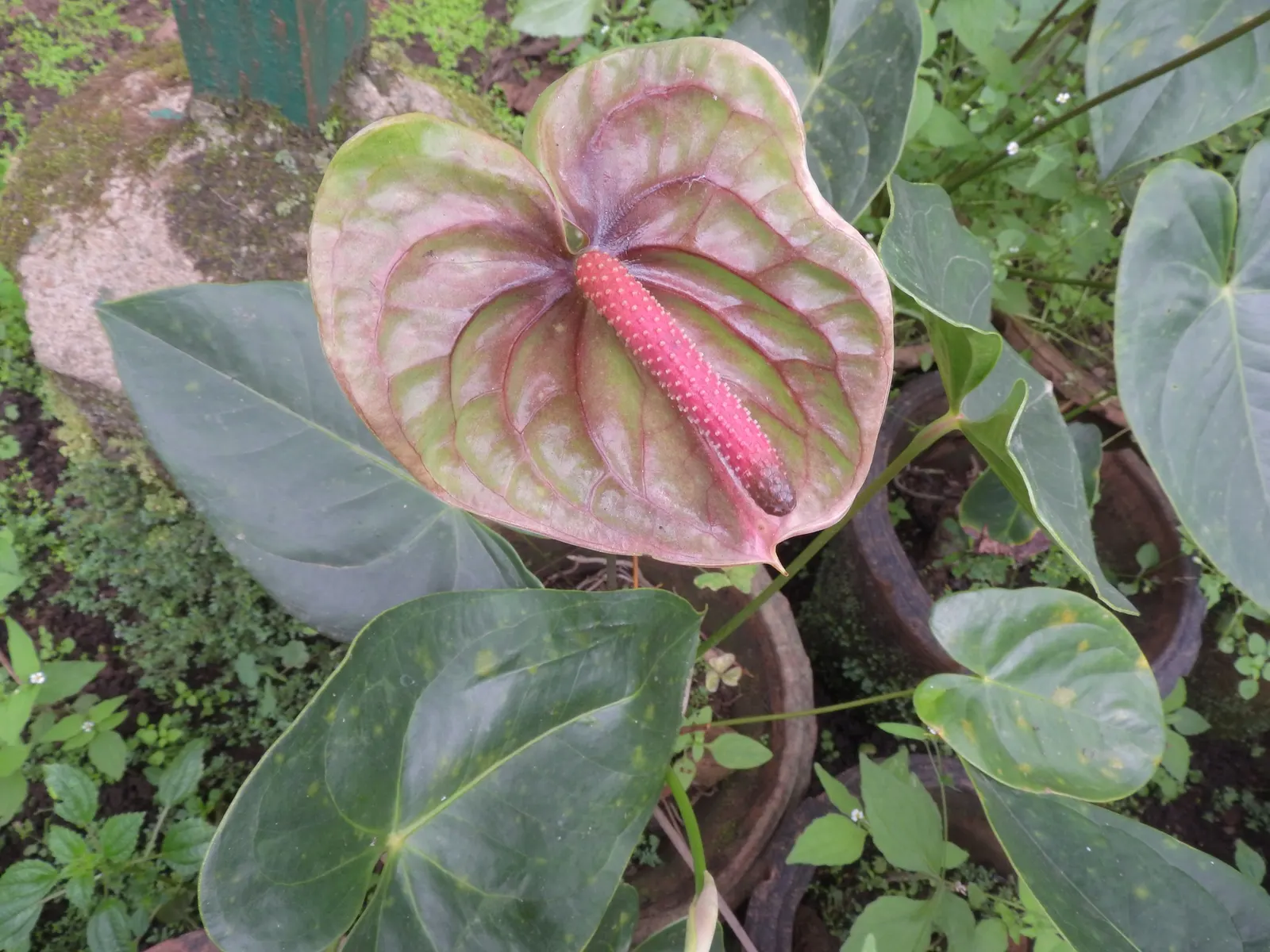 Pink Anthurium (Anthurium Andraeanum) — waxy spathes in vibrant pink; it contributes to air purification, image 57