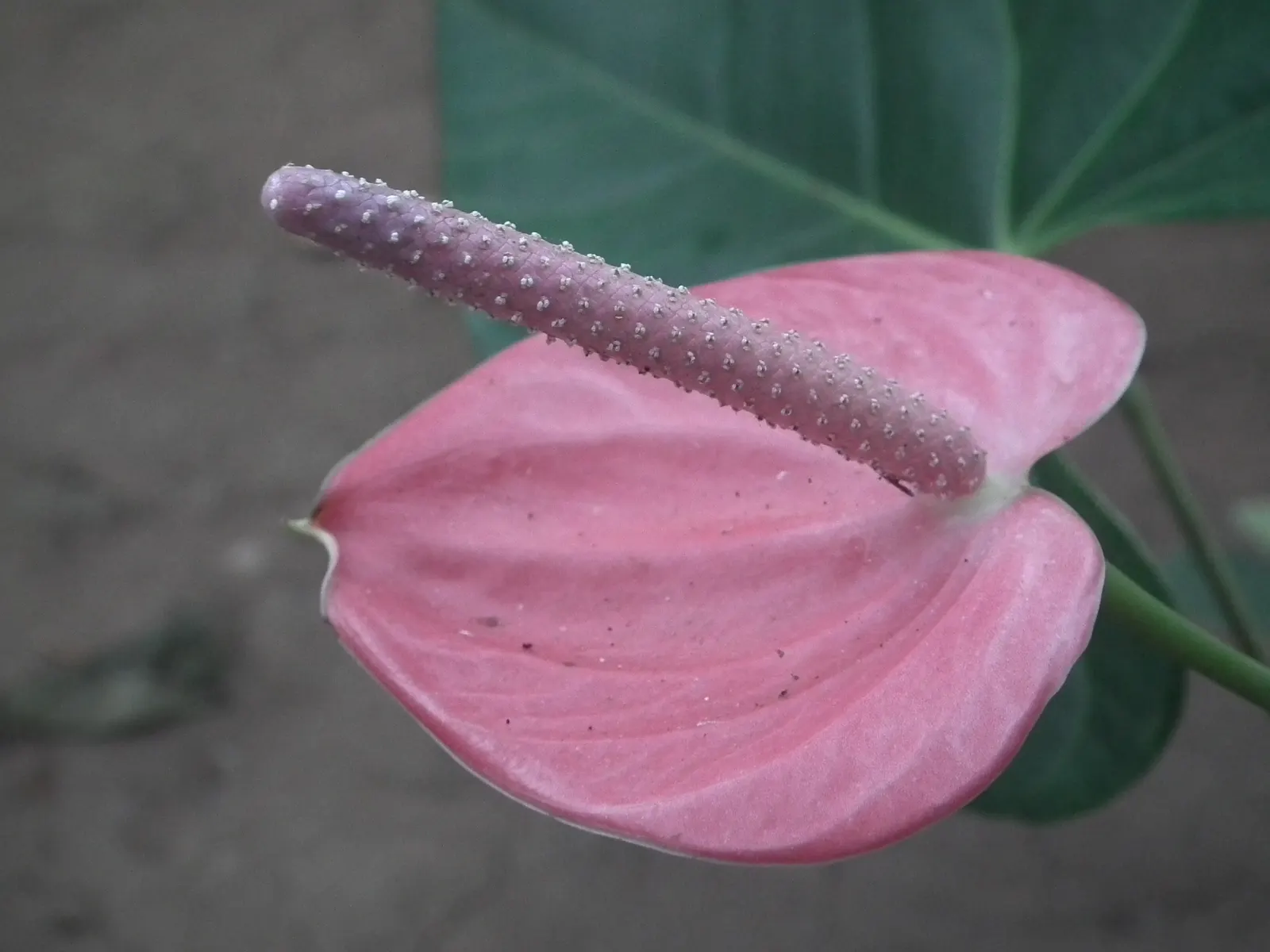 Pink Anthurium (Anthurium Andraeanum) — waxy spathes in vibrant pink; it contributes to air purification, image 84