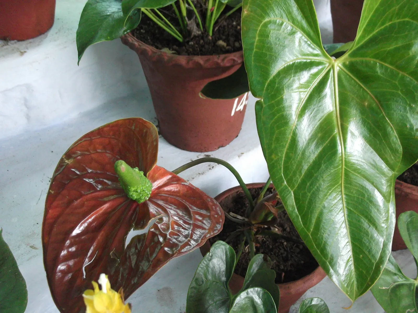 Pink Anthurium (Anthurium Andraeanum) — Ideal for accent pieces in landscape designs, it thrives in partial shade and well-drained, organic-rich, image 58