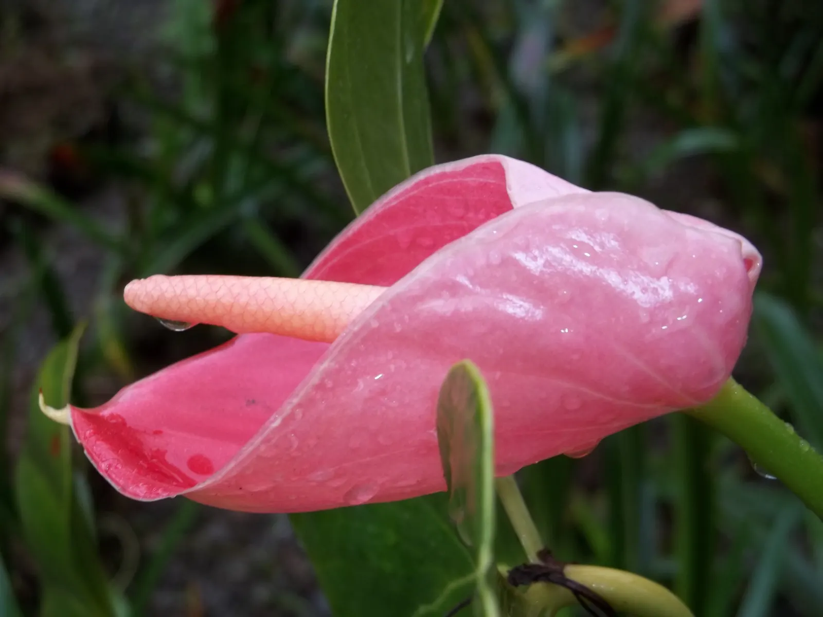 Pink Anthurium (Anthurium Andraeanum) — Pink Anthurium (Anthurium andraeanum) is a tropical evergreen boasting glossy