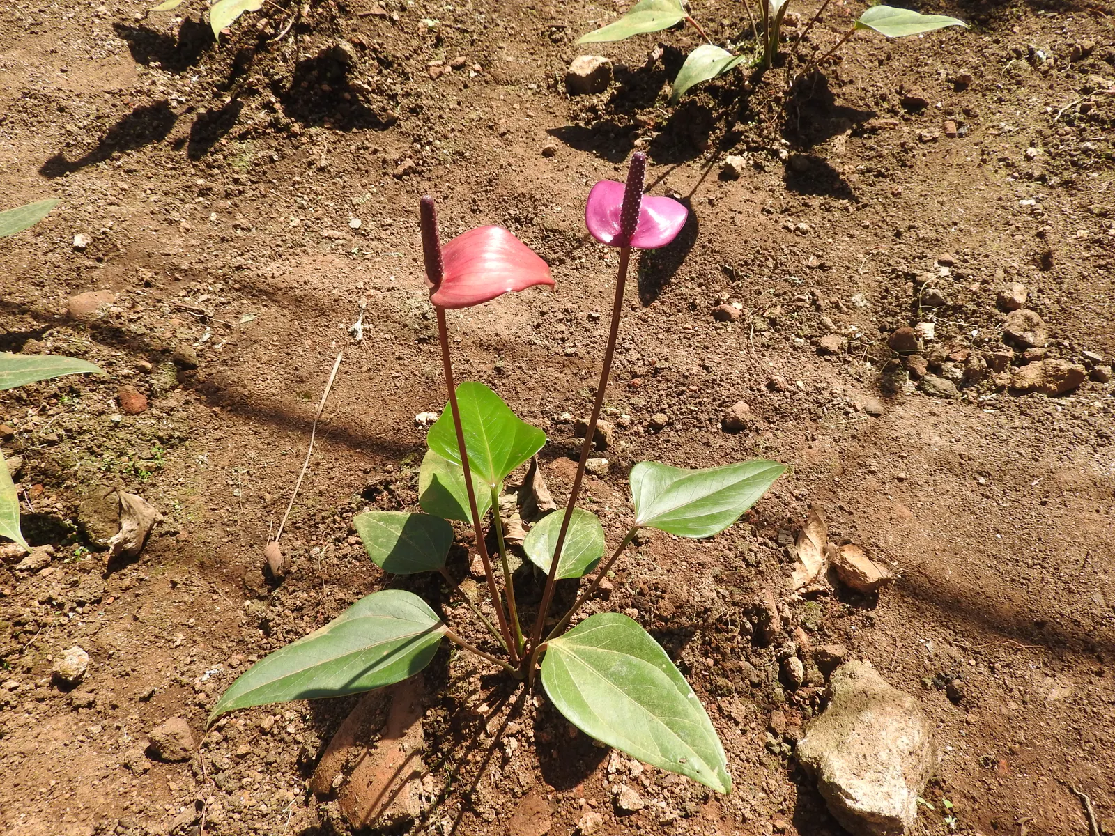 Pink Anthurium (Anthurium Andraeanum) — It requires conditions that emulate its indigenous tropical environment; regular feeding with a balanced, image 69