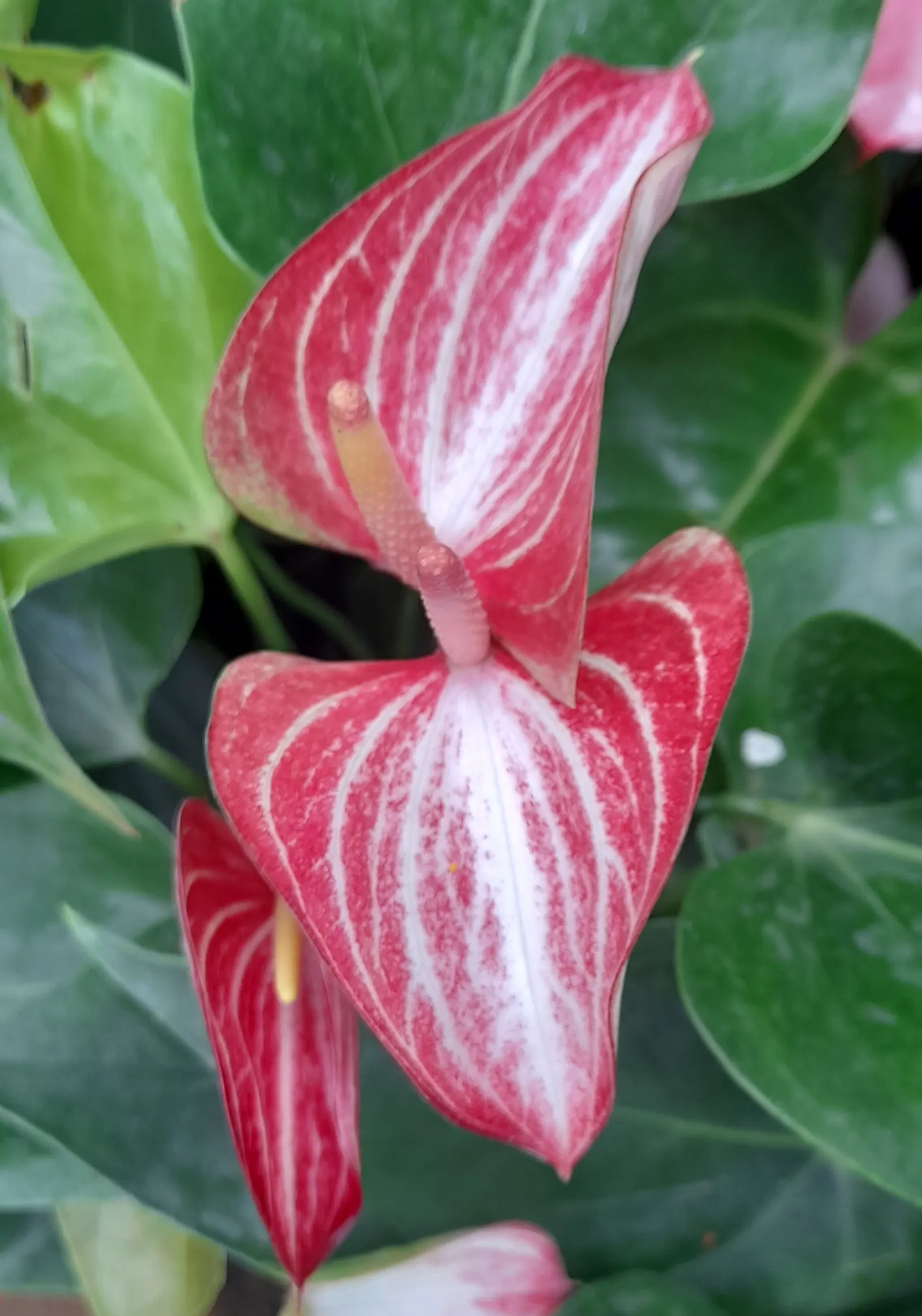 Pink Anthurium (Anthurium Andraeanum) — Ideal for accent pieces in landscape designs, it thrives in partial shade and well-drained, organic-rich, image 85