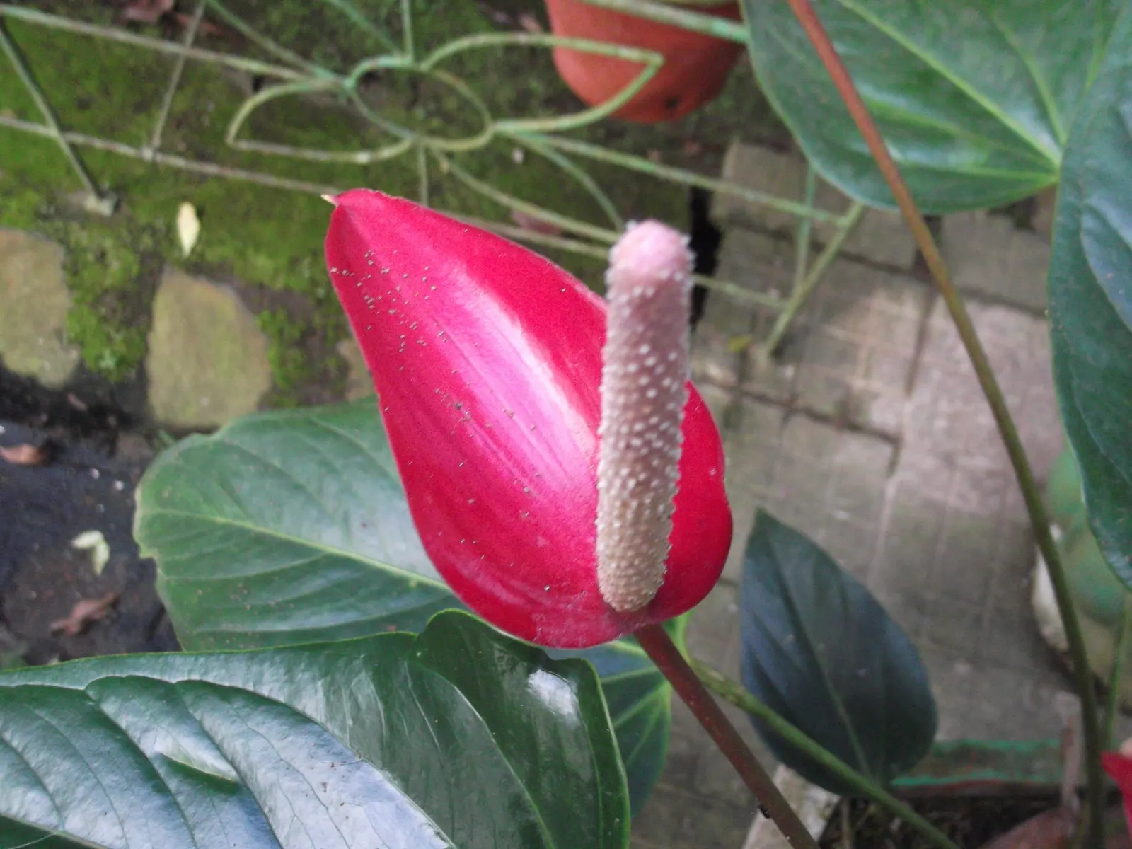 Pink Anthurium (Anthurium Andraeanum) — surrounding the true flowers which are small and occur on the central spadix.<br><br>In designing a, image 67