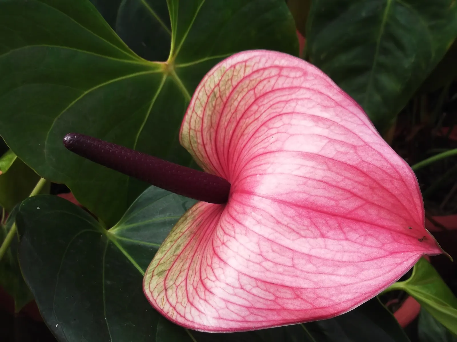 Pink Anthurium (Anthurium Andraeanum) — Pink Anthurium (Anthurium andraeanum) is a tropical evergreen boasting glossy; ideal for accent pieces in landscape