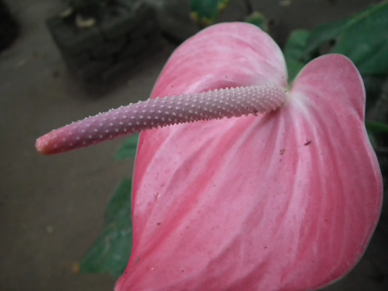Pink Anthurium (Anthurium Andraeanum) — shrub with red and yellow blooms; as will ensuring partial shade, image 80