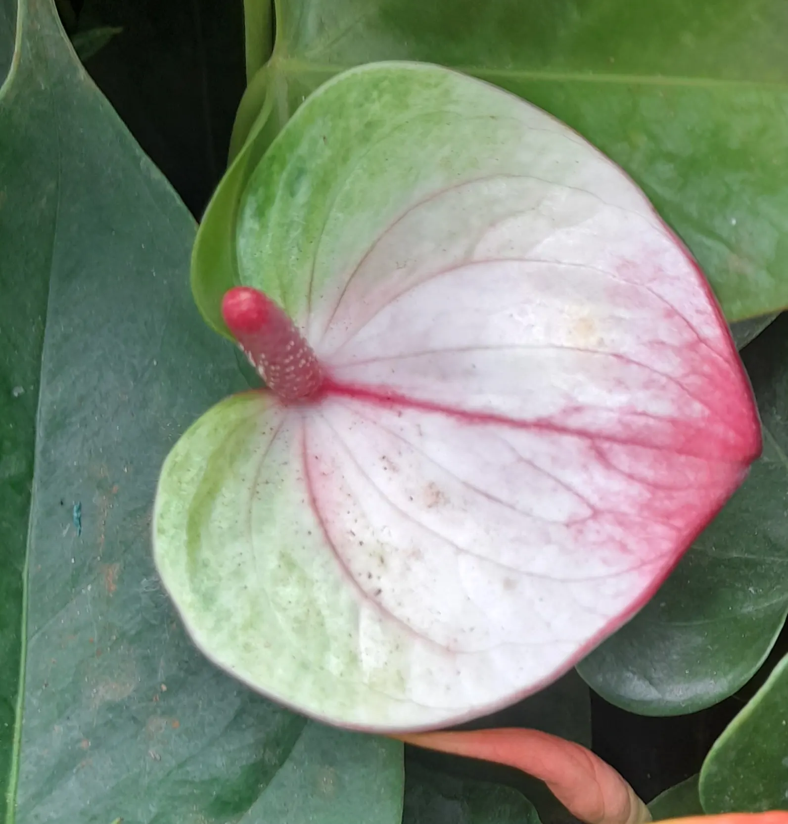 Pink Anthurium (Anthurium Andraeanum) — scientifically recognized as Anthurium andraeanum