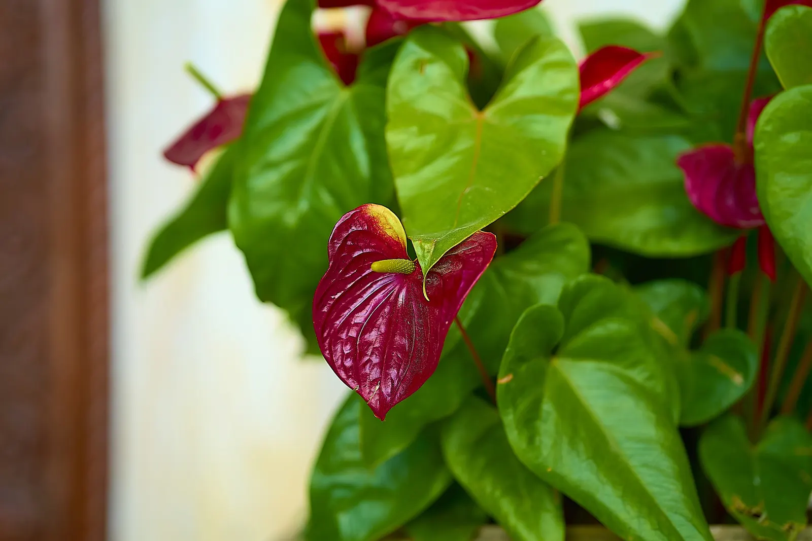 Pink Anthurium (Anthurium Andraeanum) — shrub for shade