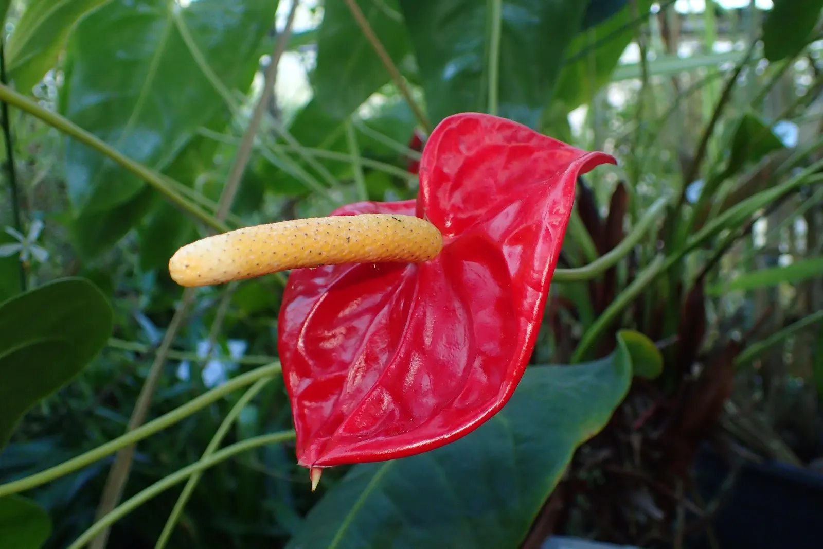 Pink Anthurium (Anthurium Andraeanum) — is a perennial favorite in many ornamental gardens