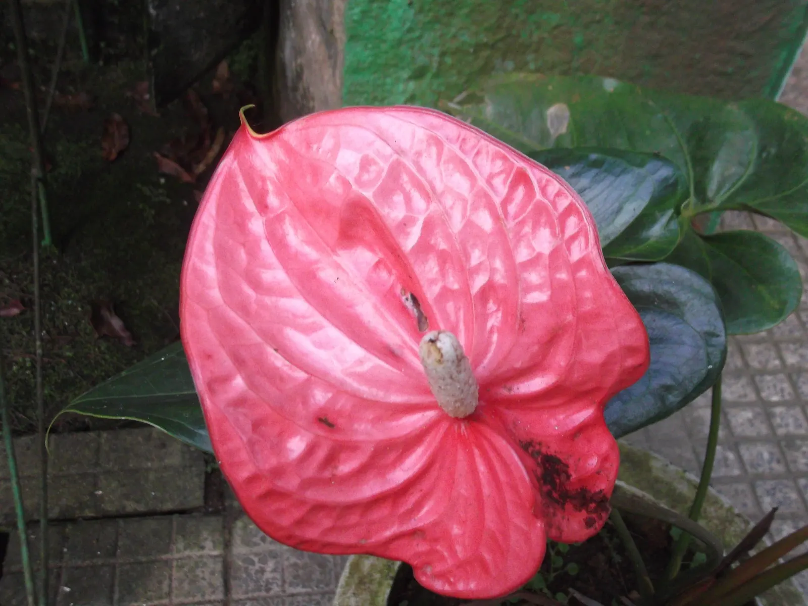 Pink Anthurium (Anthurium Andraeanum) — as will ensuring partial shade