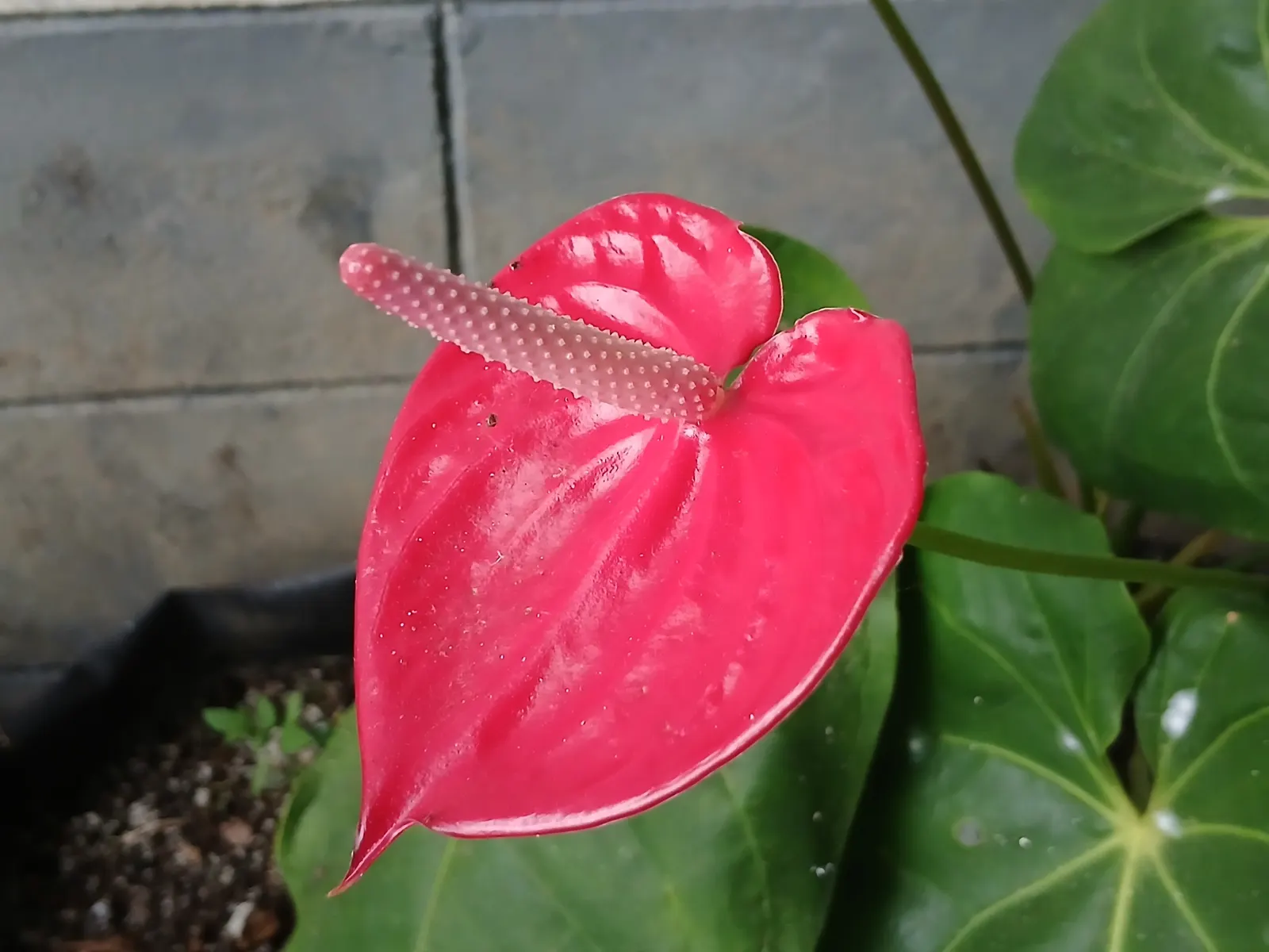 Pink Anthurium (Anthurium Andraeanum) — Requires consistent moisture, high humidity, and temperatures between 65-80&deg;F; these modified leaves, image 87