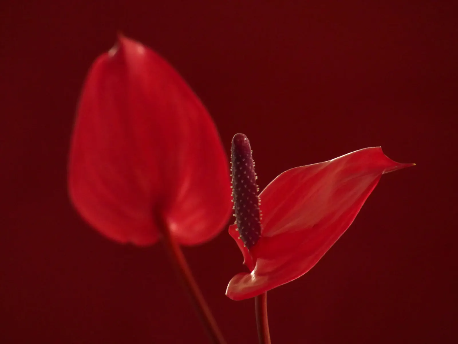 Pink Anthurium (Anthurium Andraeanum) — it is imperative to understand that the Pink Anthurium thrives in USDA Hardiness Zones 11 to 12