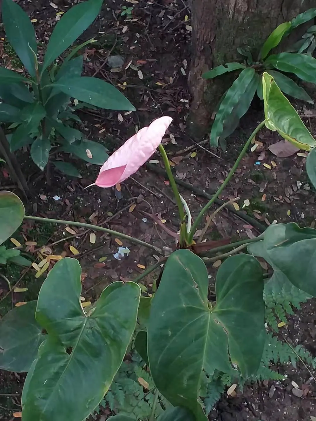 Pink Anthurium (Anthurium Andraeanum) — peat-based potting soil that is kept consistently moist will cater to its needs; pink Anthurium (Anthurium andraeanum)