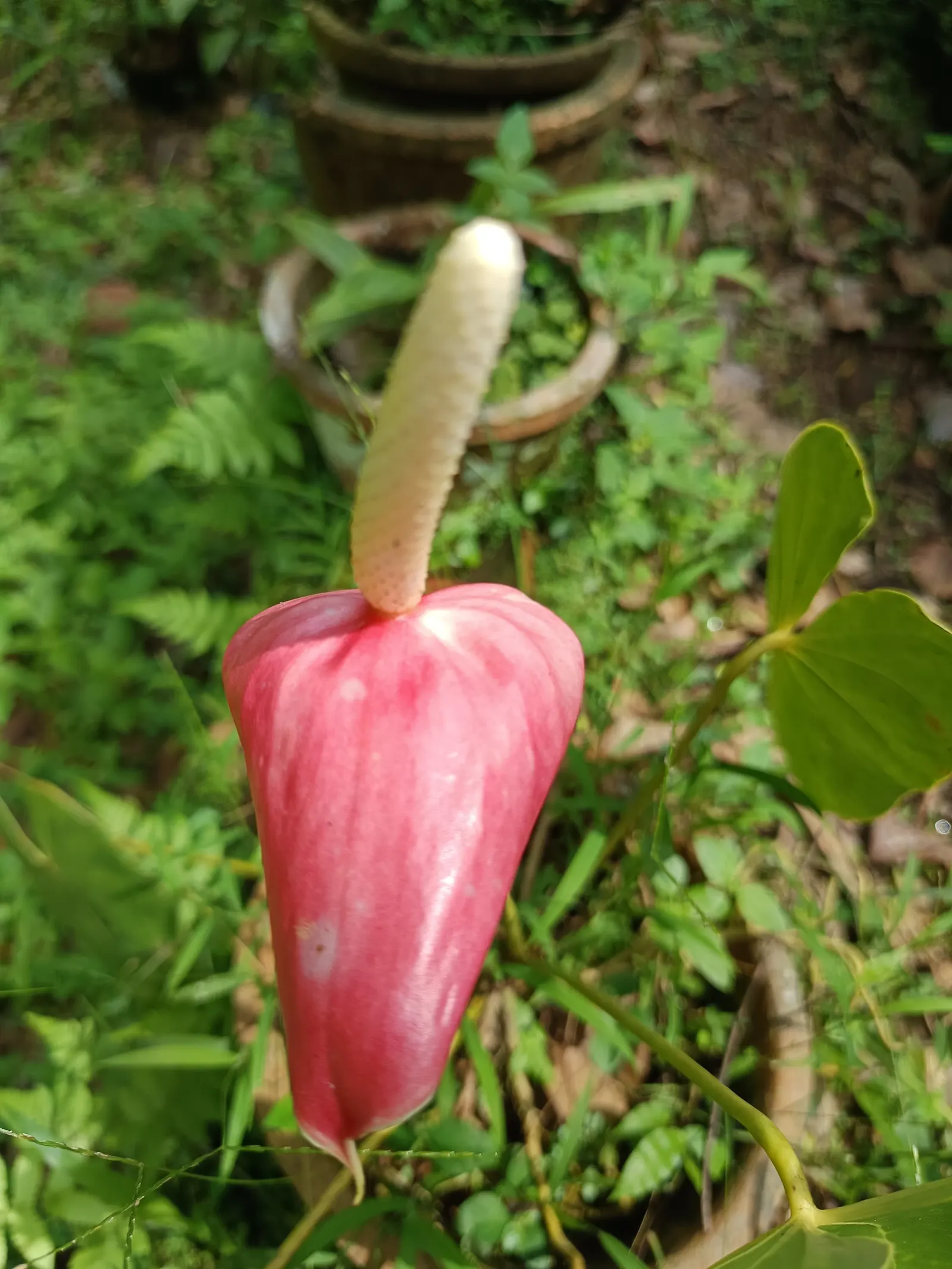 Pink Anthurium (Anthurium Andraeanum) — waxy spathes in vibrant pink; it contributes to air purification