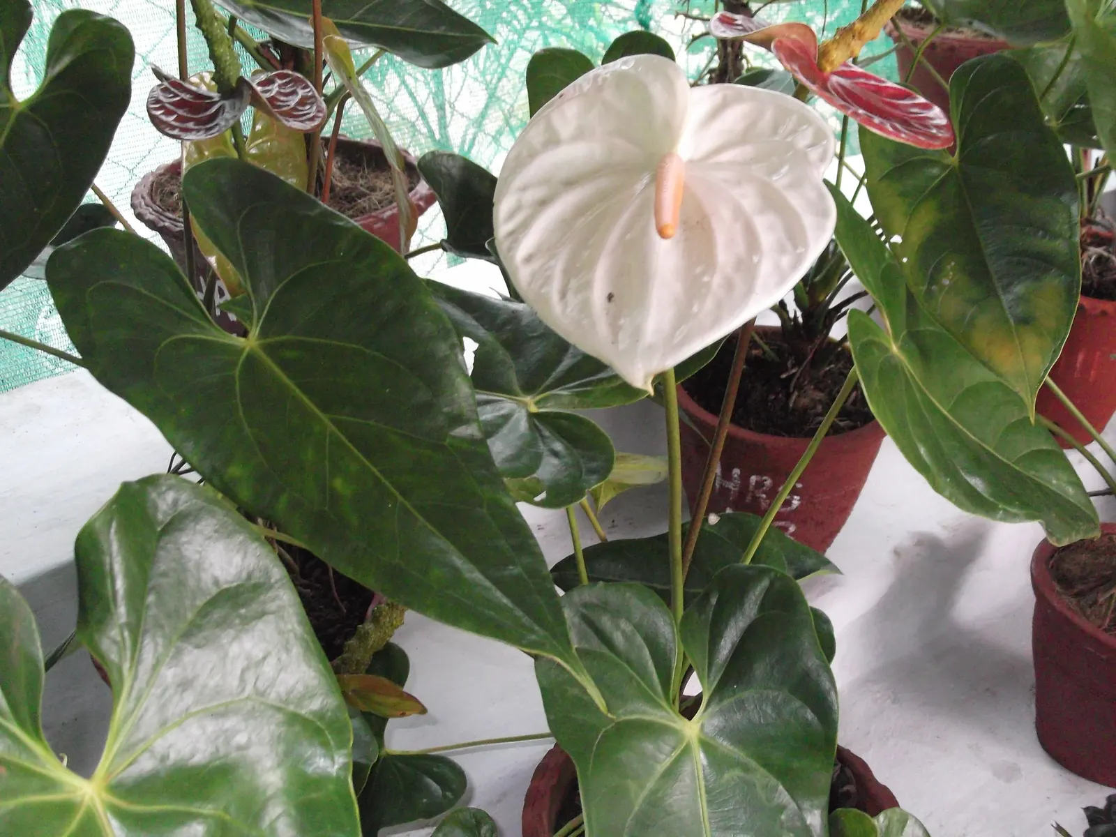 Pink Anthurium (Anthurium Andraeanum) — Keep away from direct sunlight to maintain its vivid hue and velvety texture; thus enhancing the indoor, image 88