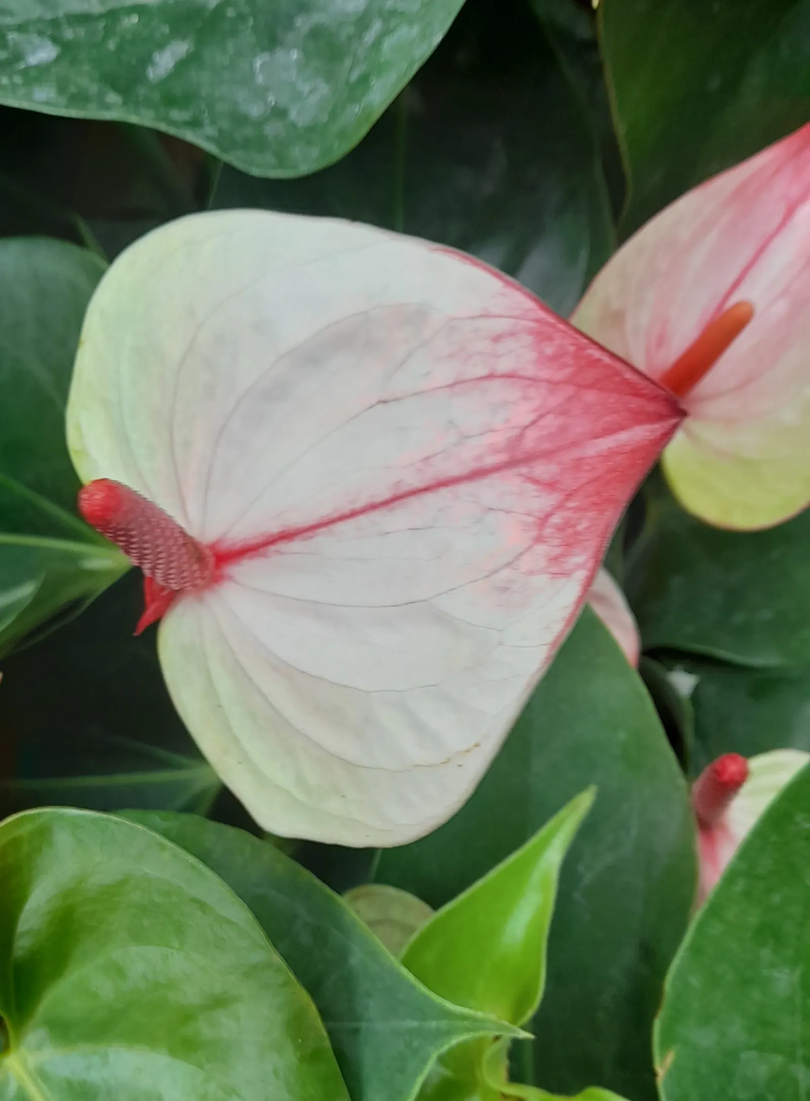 Pink Anthurium (Anthurium Andraeanum) — These modified leaves typically flaunt a rich
