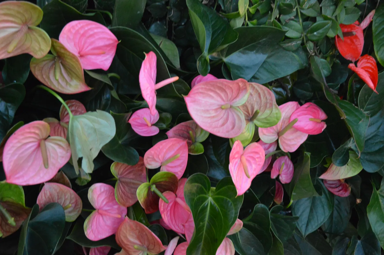 Pink Anthurium (Anthurium Andraeanum) — surrounding the true flowers which are small and occur on the central spadix.<br><br>In designing a landscape; keep