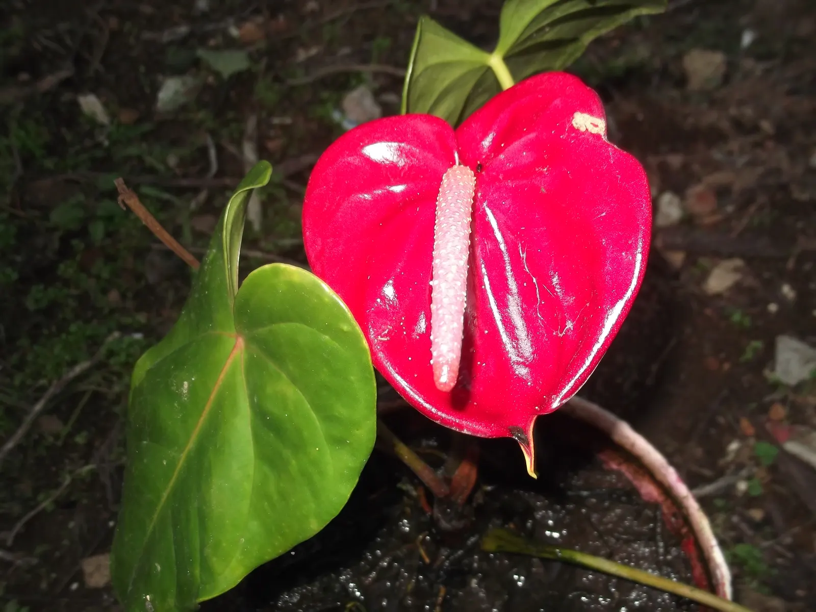 Pink Anthurium (Anthurium Andraeanum) — heart-shaped spathes which many mistake for flowers; maintain high humidity levels and temperatures between, image 92