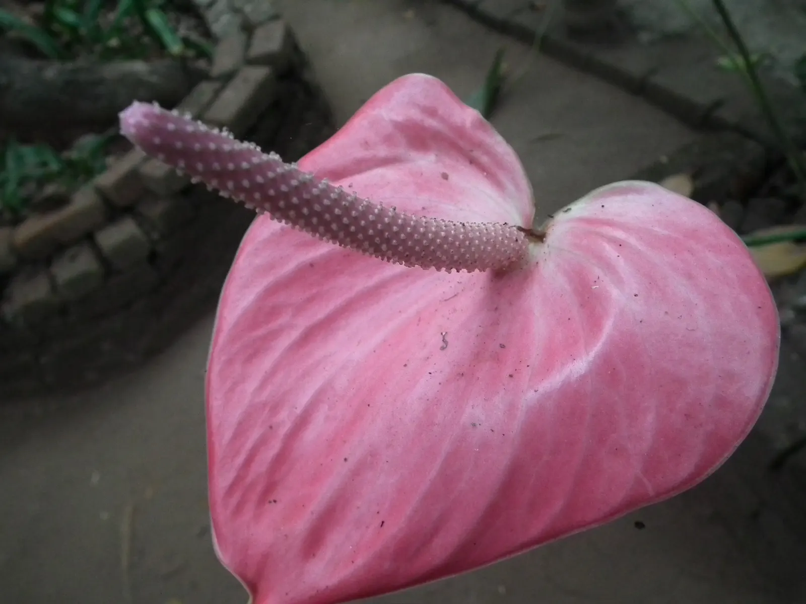 Pink Anthurium (Anthurium Andraeanum) — which is a common affliction in poorly drained conditions; waxy spathes in vibrant pink