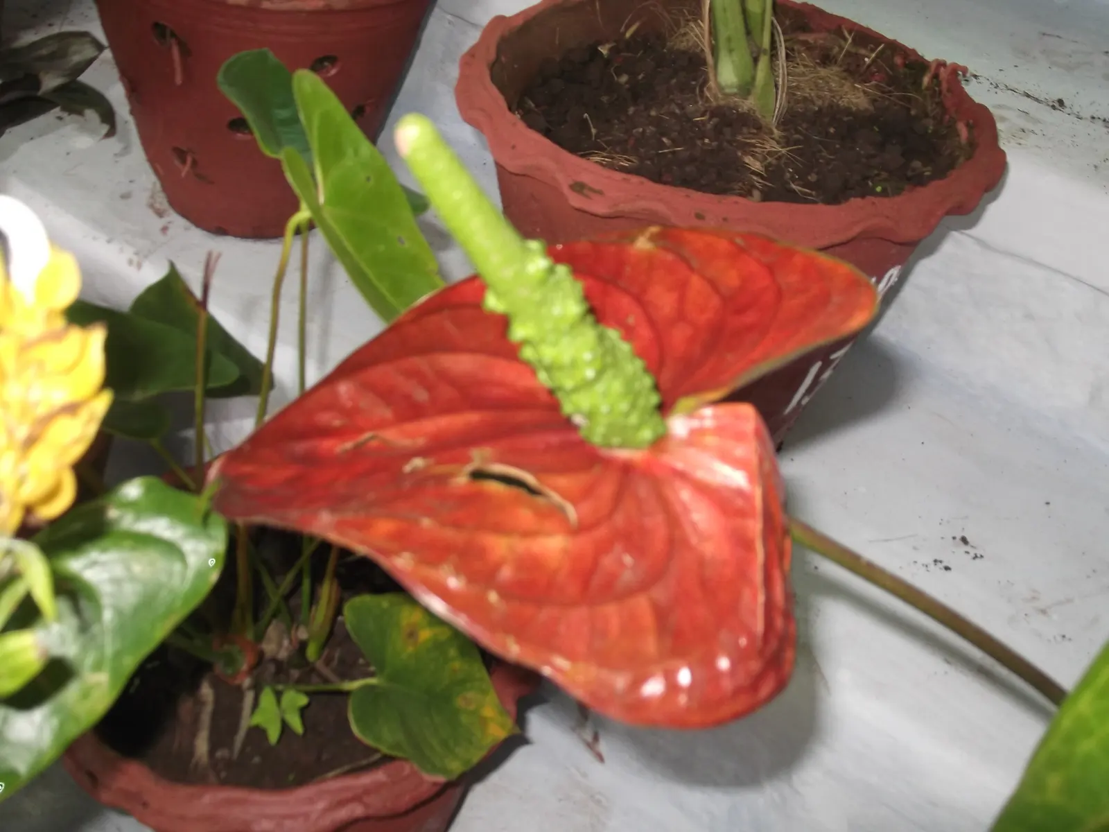 Pink Anthurium (Anthurium Andraeanum) — Mature plants reach heights of 1-1.5 feet with a similar spread, image 86