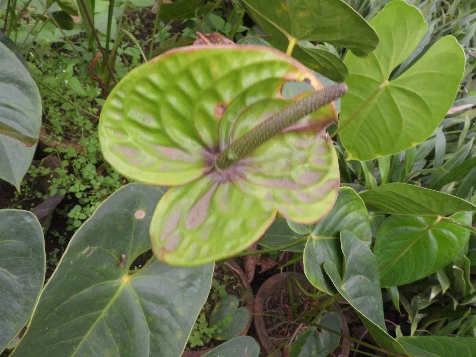 Pink Anthurium (Anthurium Andraeanum) — Keep away from direct sunlight to maintain its vivid hue and velvety texture; thus enhancing the indoor, image 61