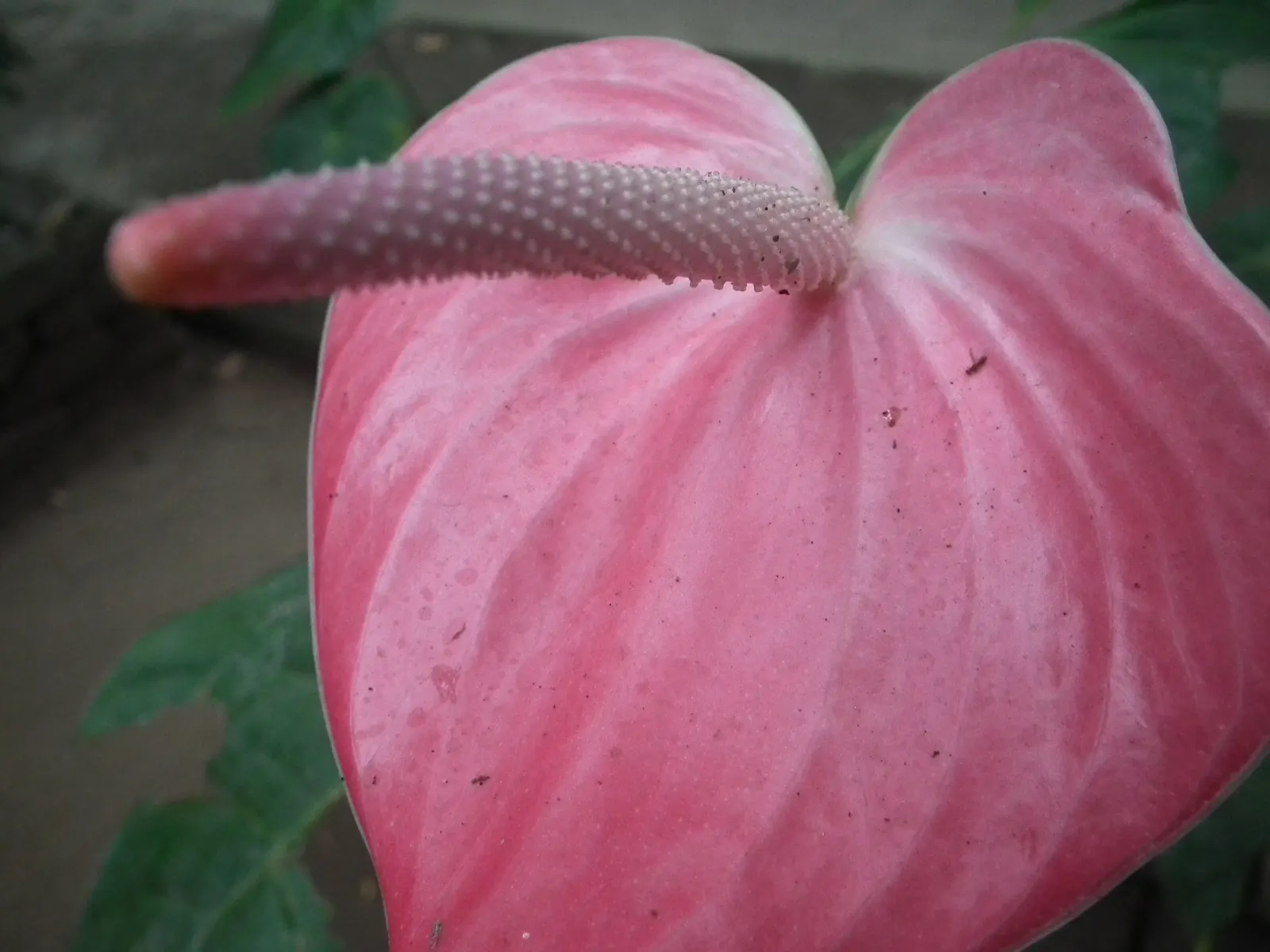 Pink Anthurium (Anthurium Andraeanum) — peat-based potting soil that is kept consistently moist will cater to its needs; pink Anthurium (Anthurium, image 70