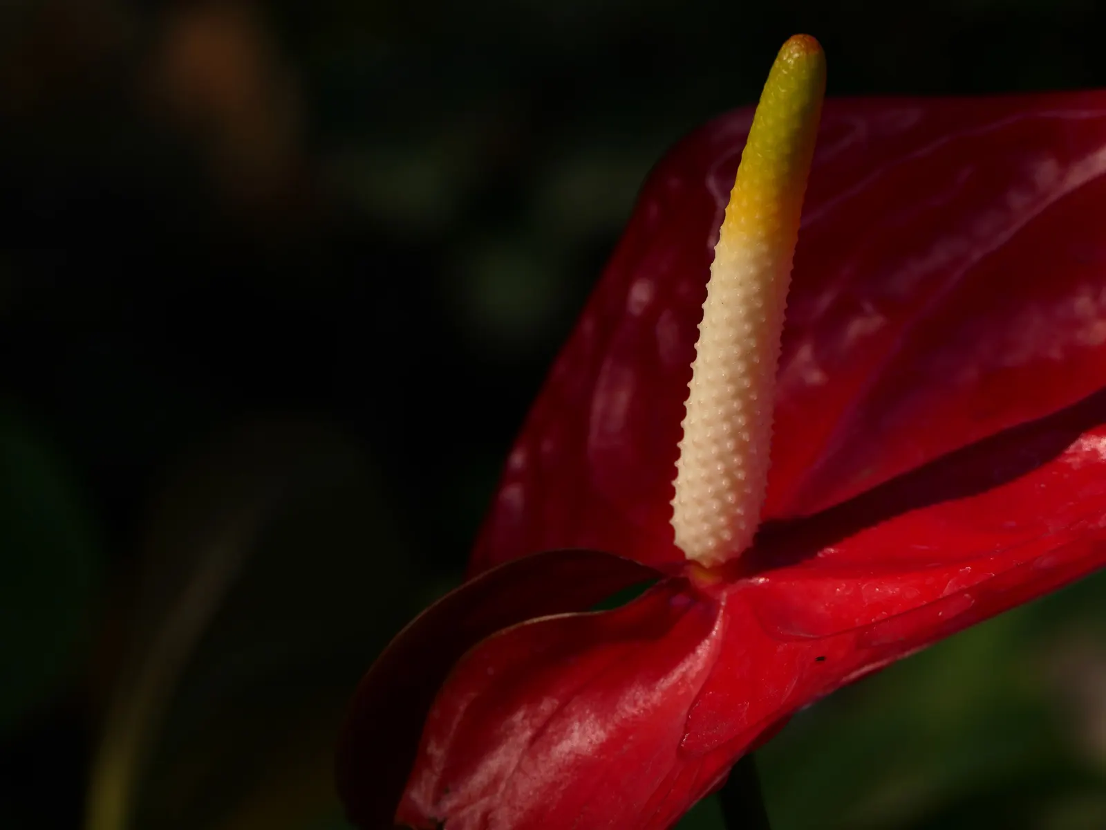Pink Anthurium (Anthurium Andraeanum) — Requires consistent moisture, high humidity, and temperatures between 65-80&deg;F