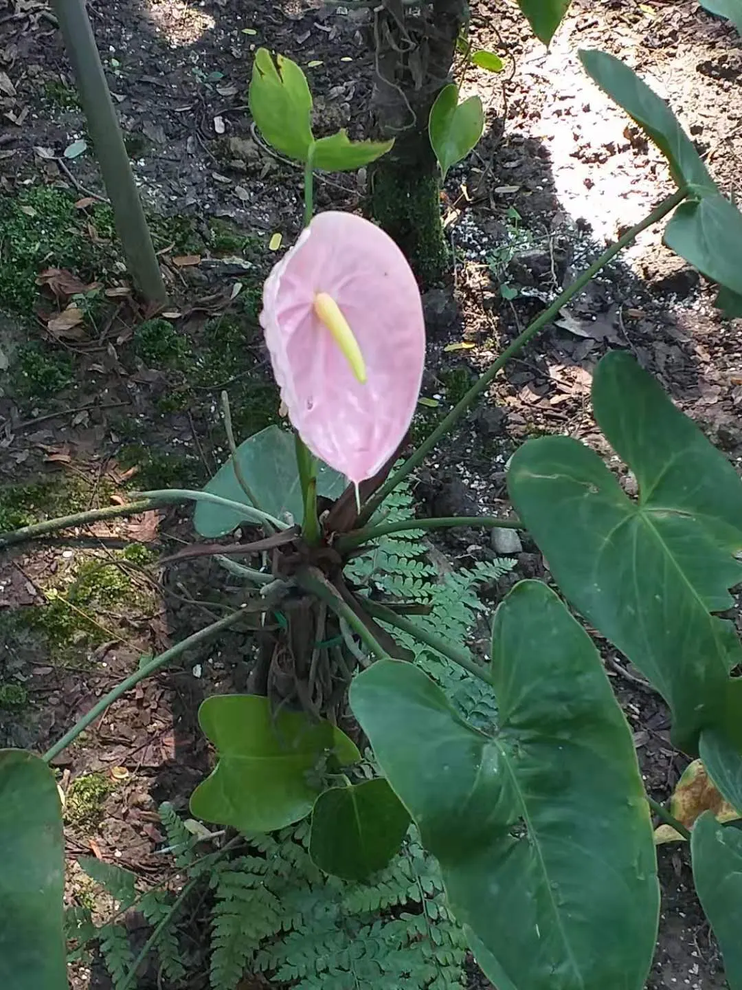 Pink Anthurium (Anthurium Andraeanum) — Remember to educate clients on the importance of avoiding over-watering to prevent root rot, image 50